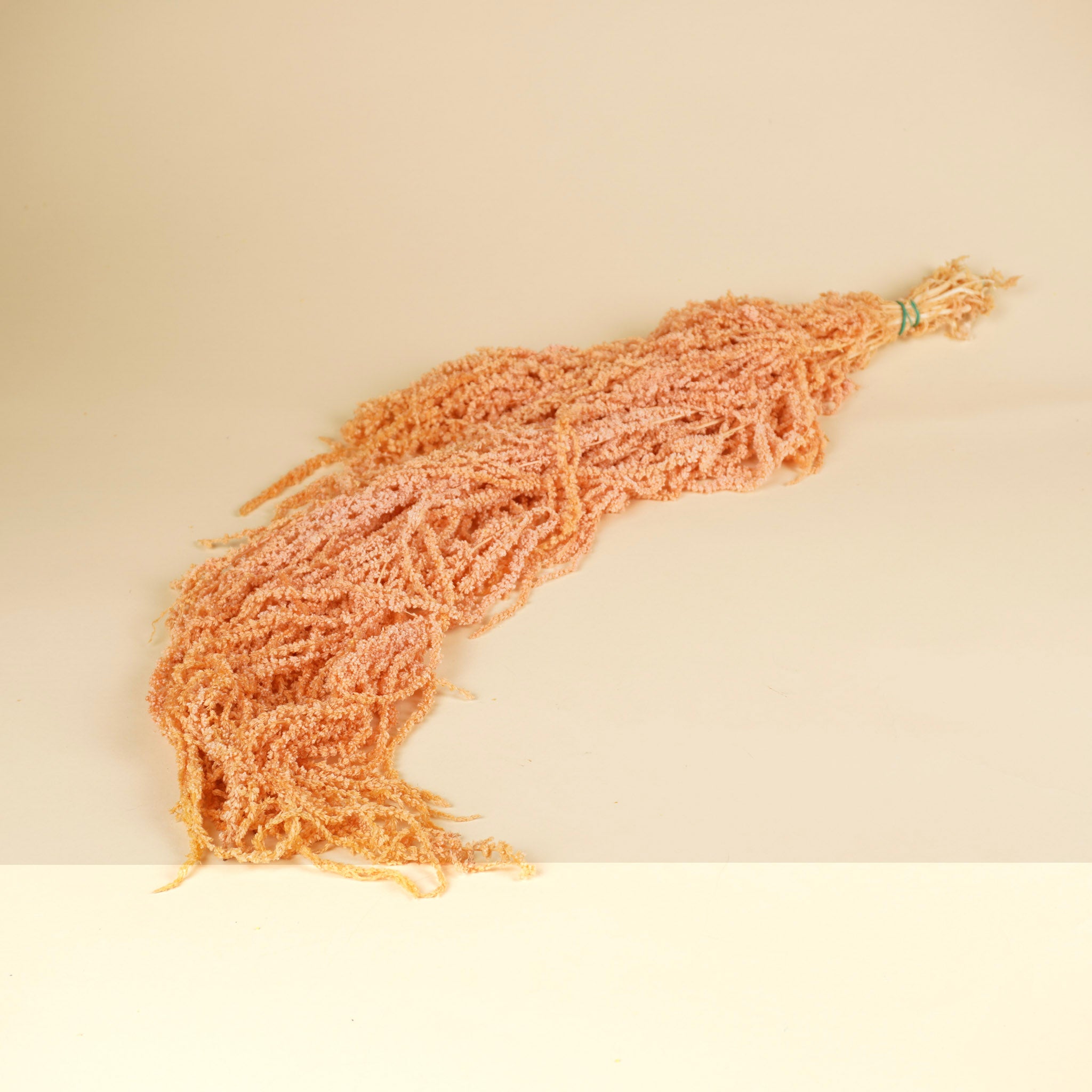 Getrockneter Amaranthus caudatus erhaltener Lachs erhalten