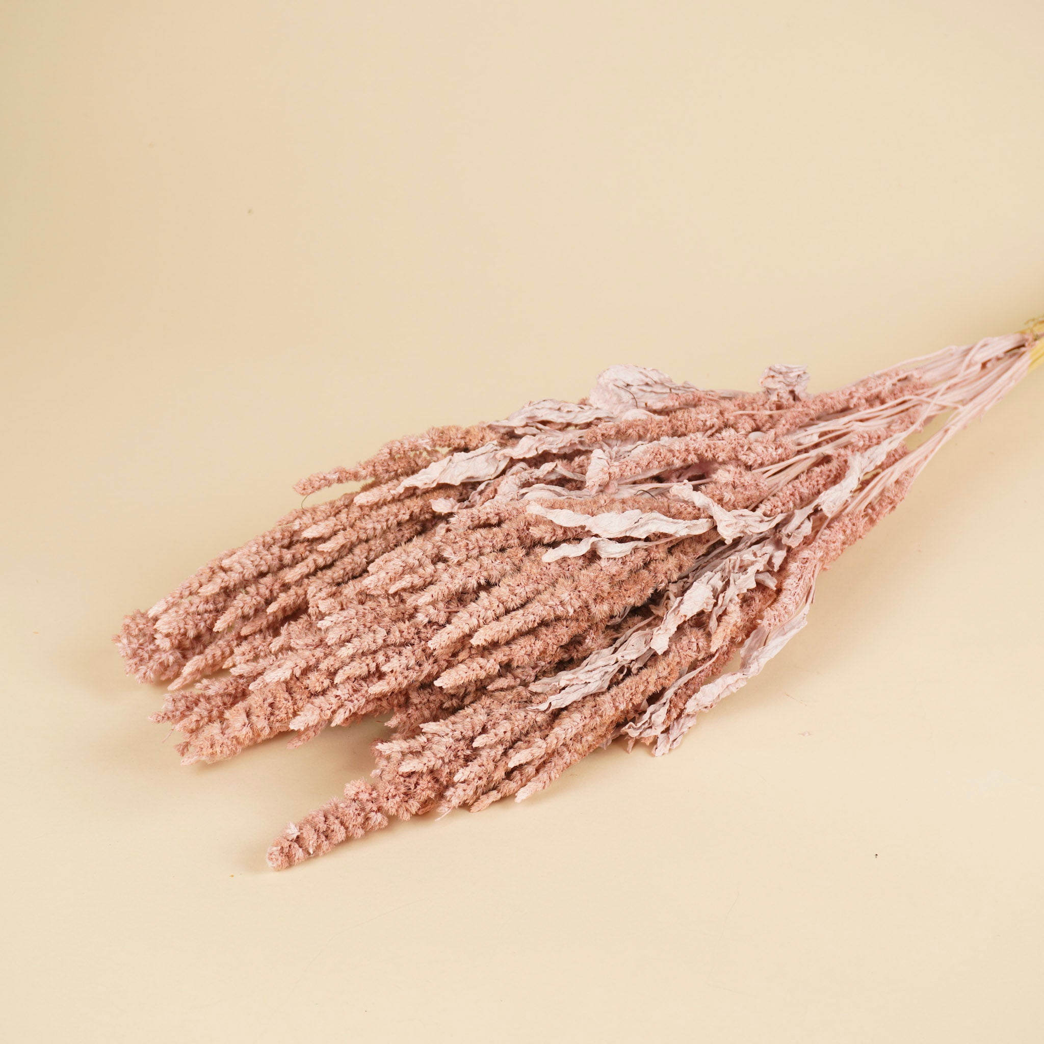 Getrocknetes Amaranthus Misty Pink