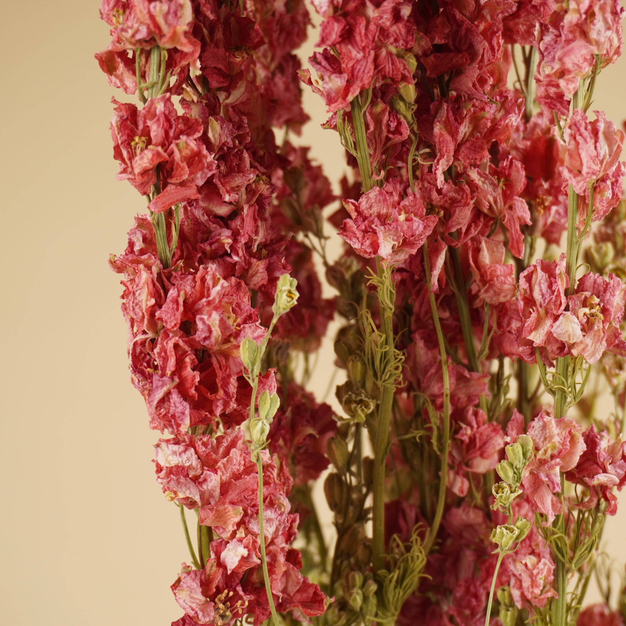 Getrocknetes Delphinium (Rätsel) Rosa