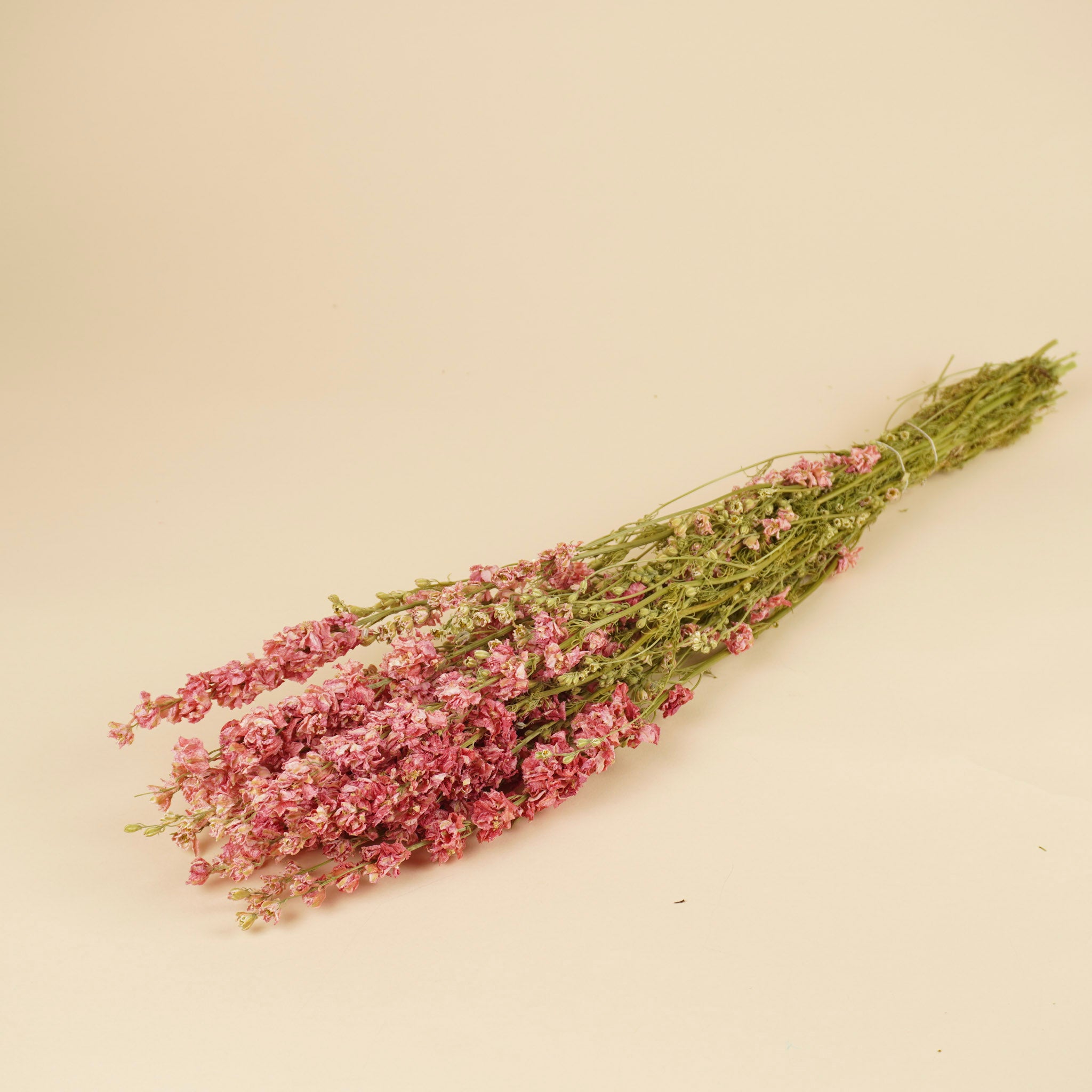 Getrocknetes Delphinium (Rätsel) Rosa