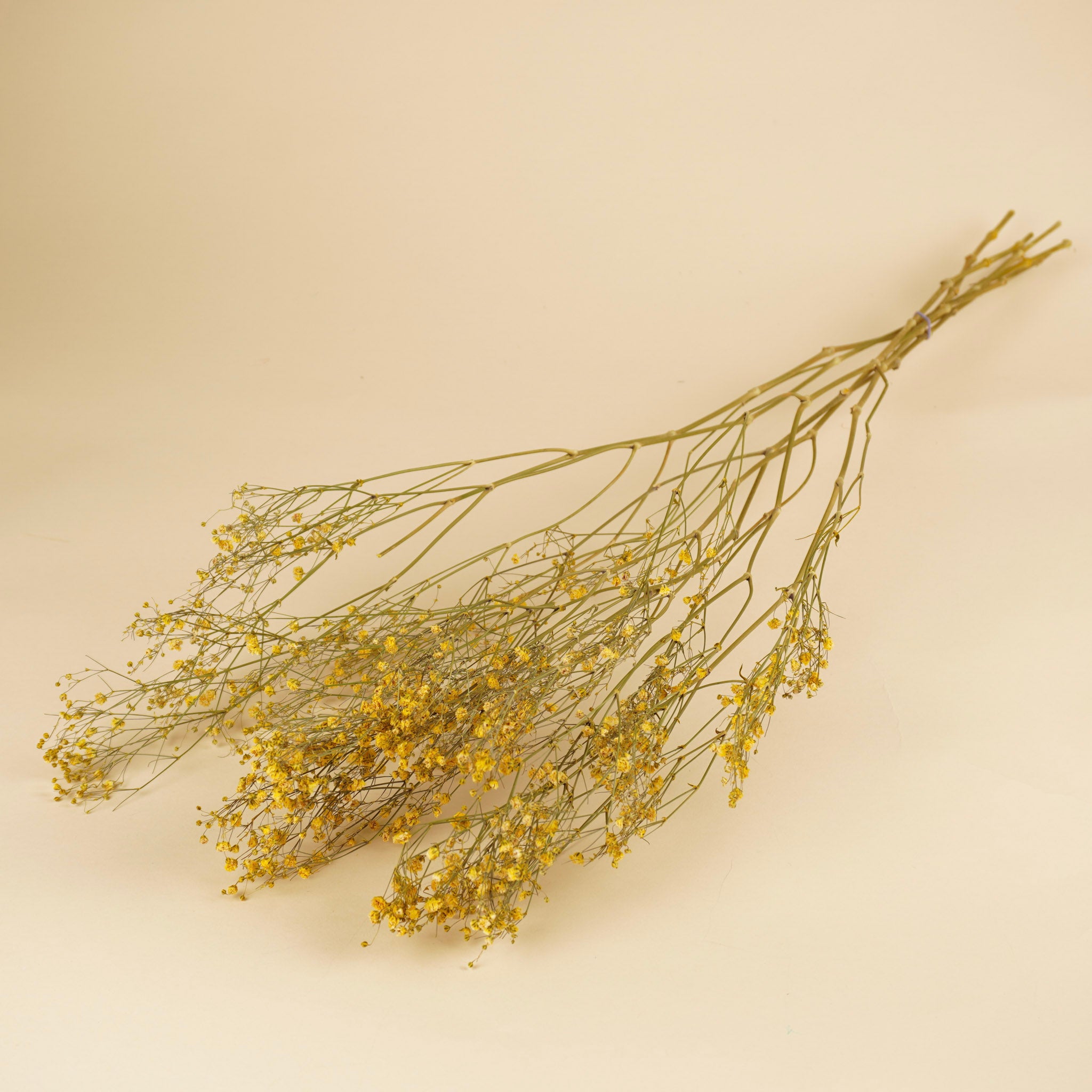 Gipspraid (Gypsophilie) Gelb getrocknet