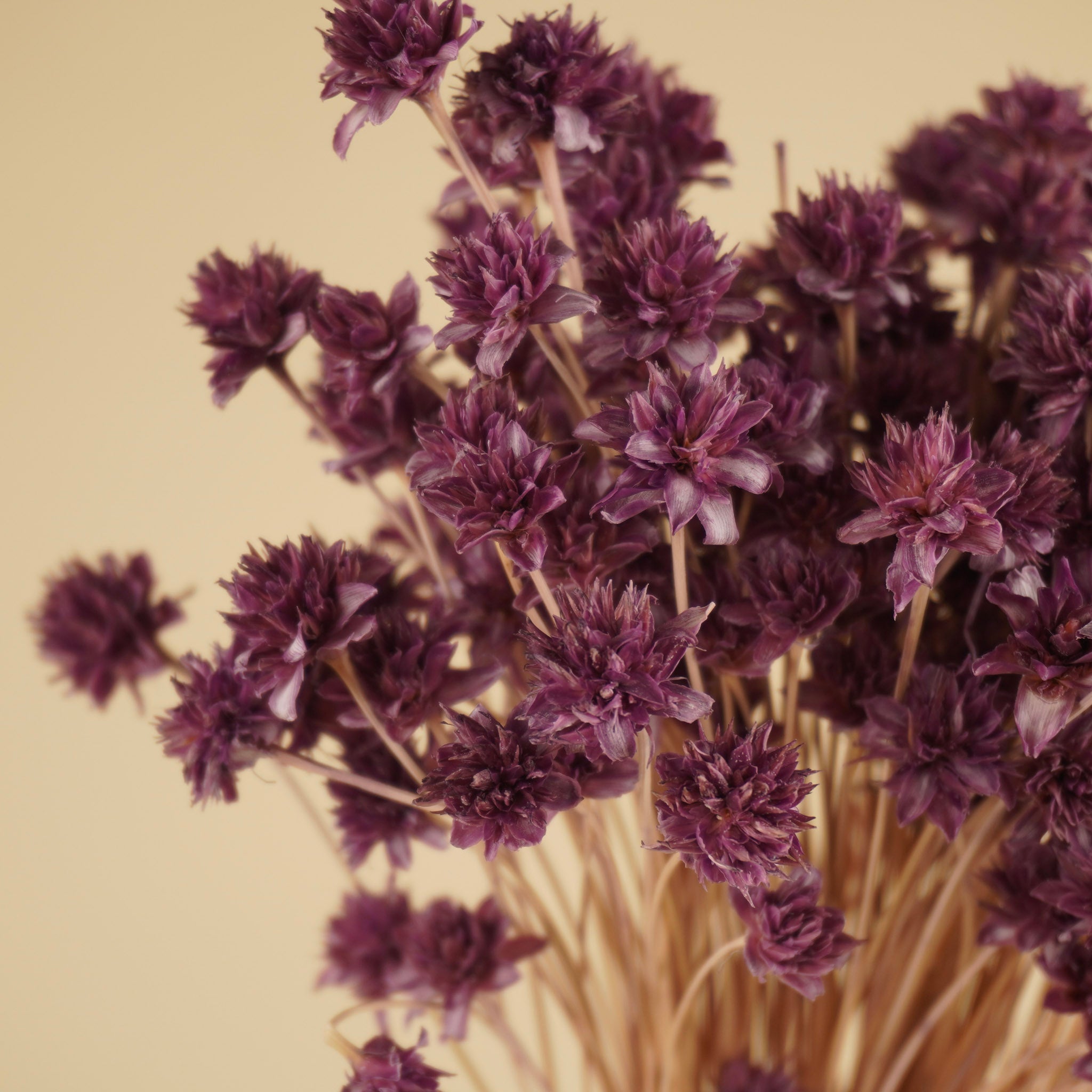 Hügelblume getrocknete Flieder