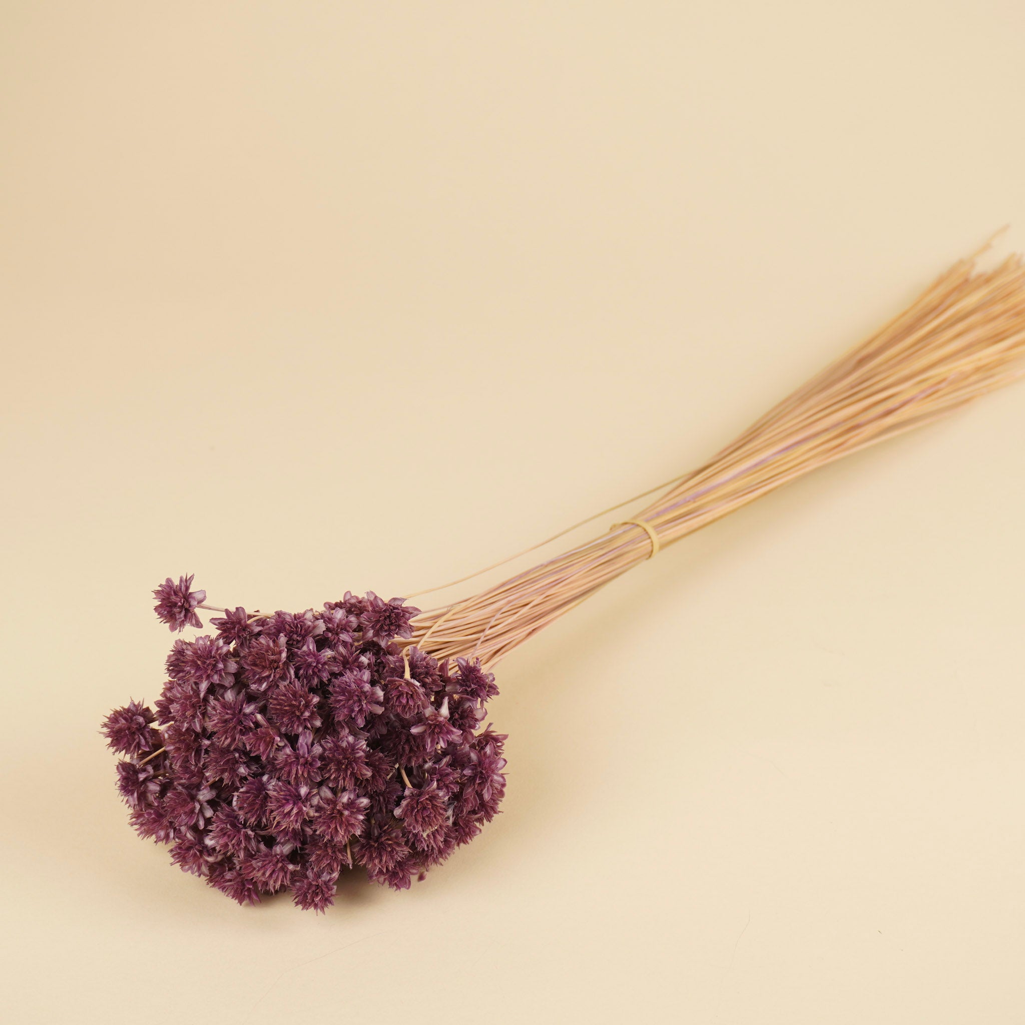 Hügelblume getrocknete Flieder