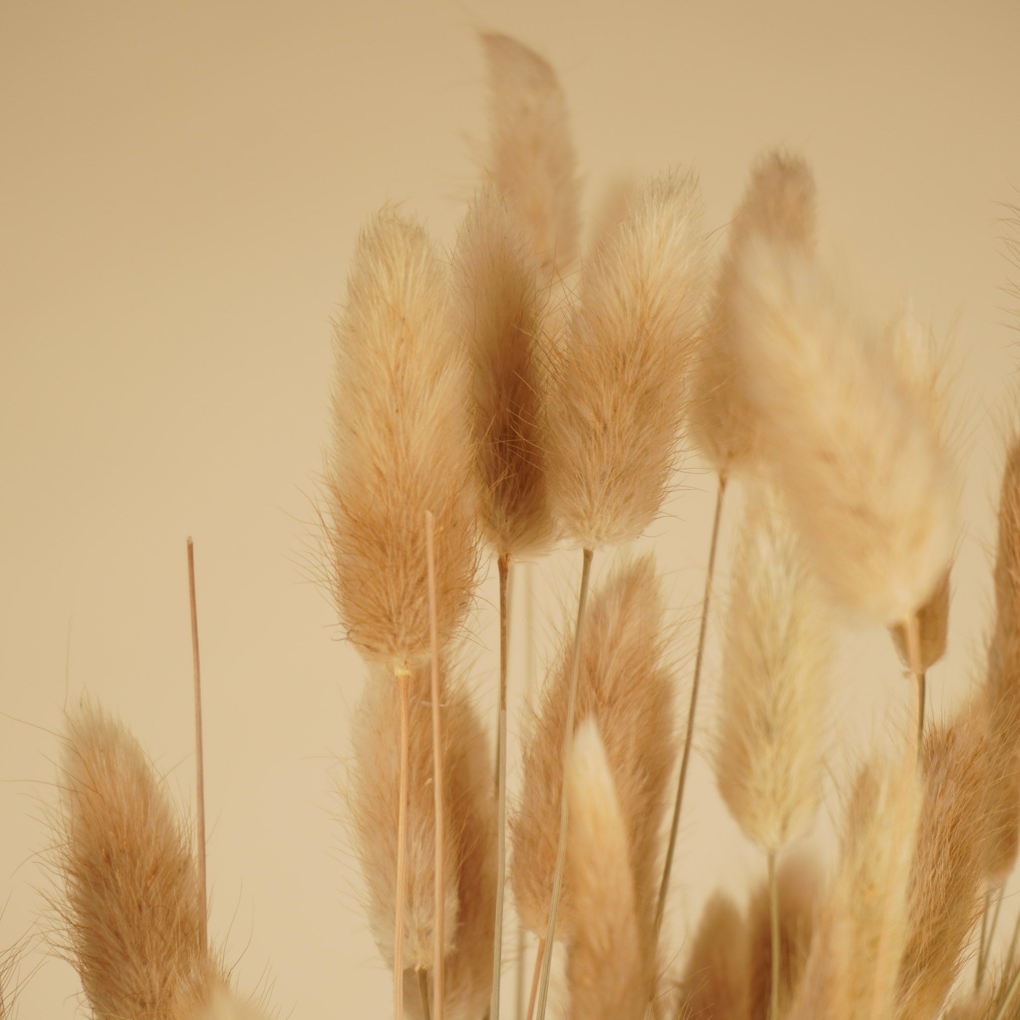Lagurus ovatus naturel tufftje