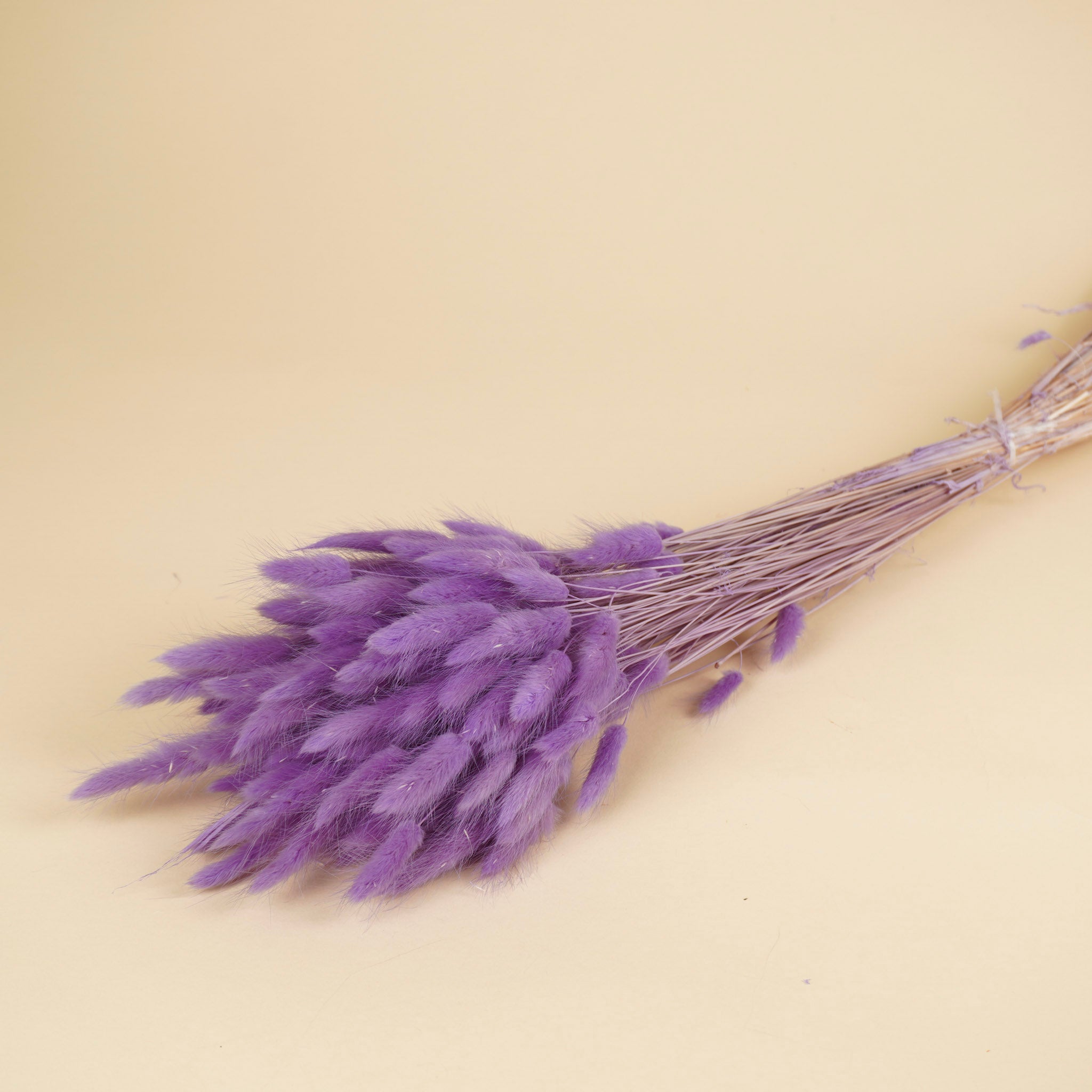 Getrockneter Lagurus ovatus violett