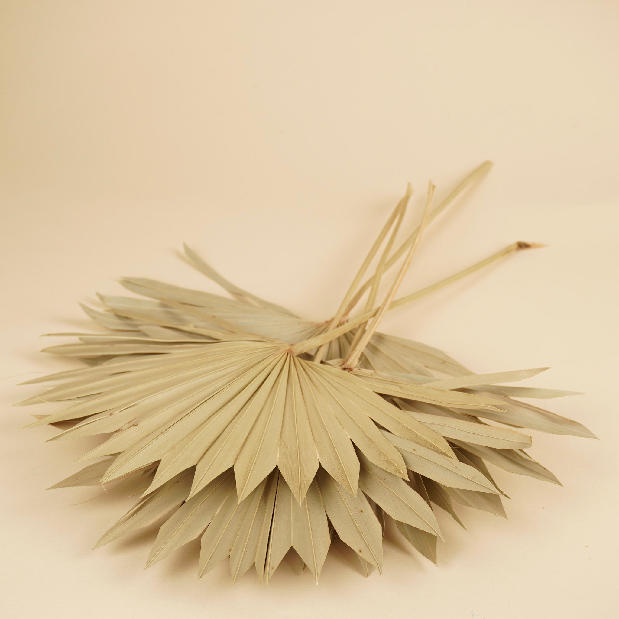Palm Sun Speer Naturel