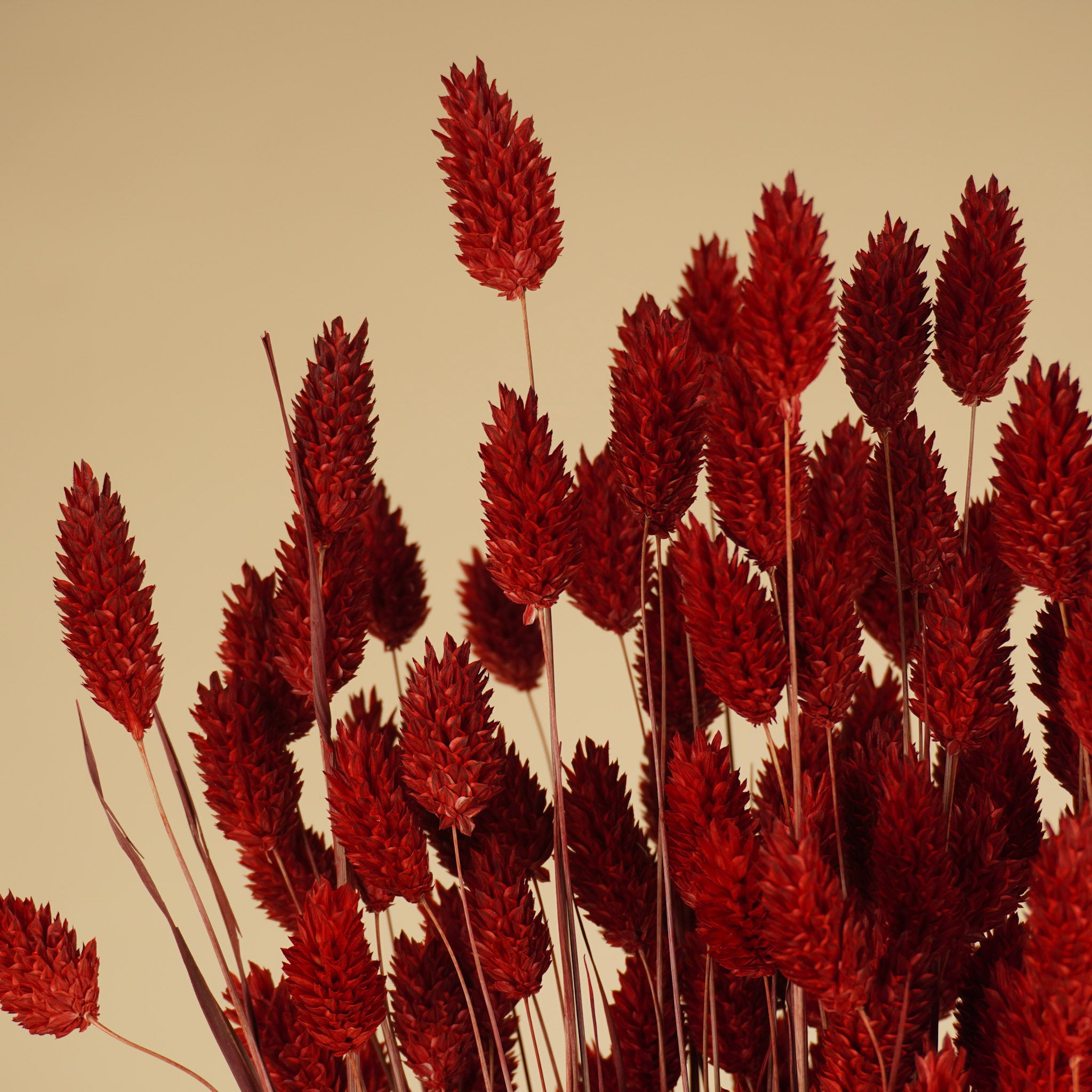 Getrocknete Phalararis rot (Canarialgras)