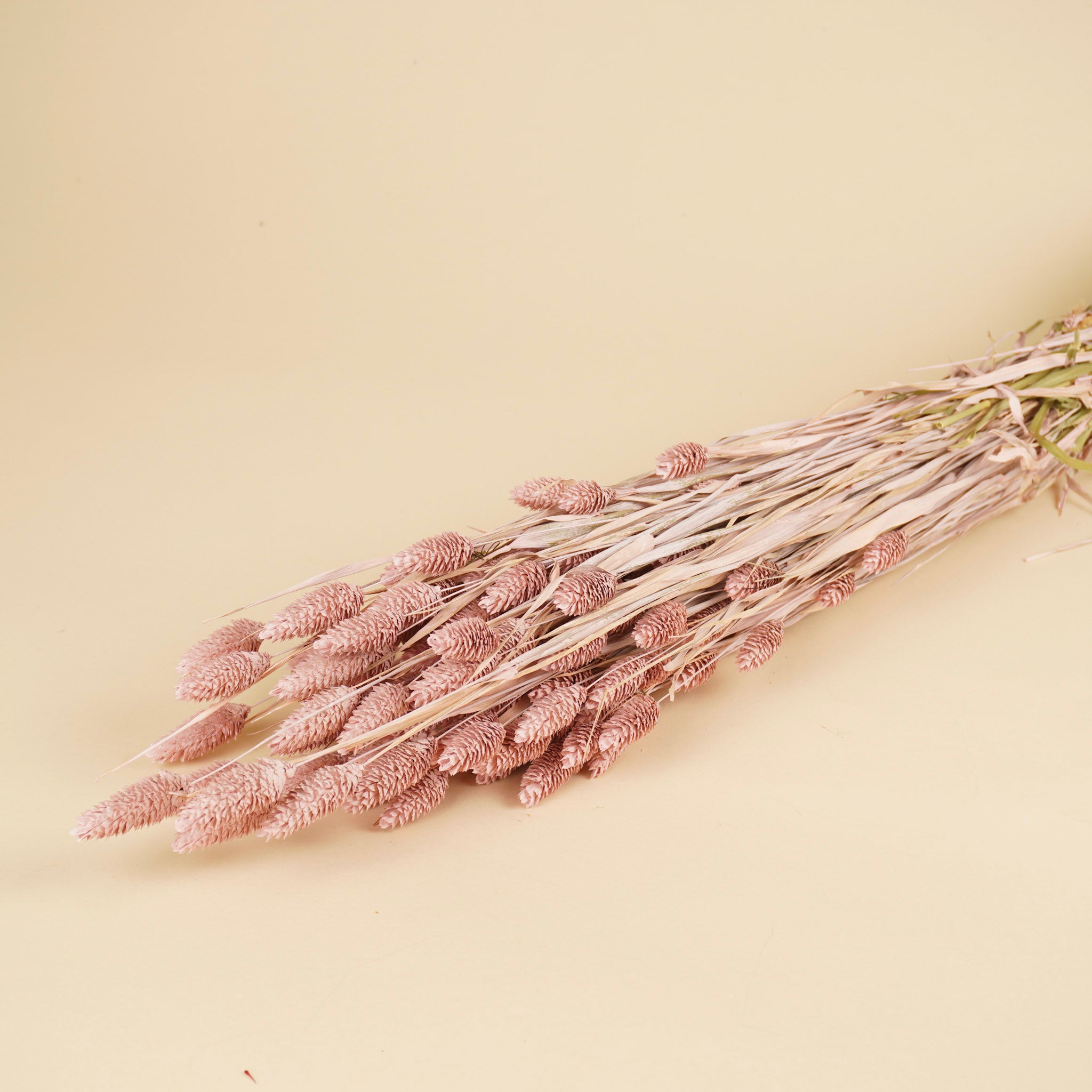 Getrocknetes Phalaris Misty Pink