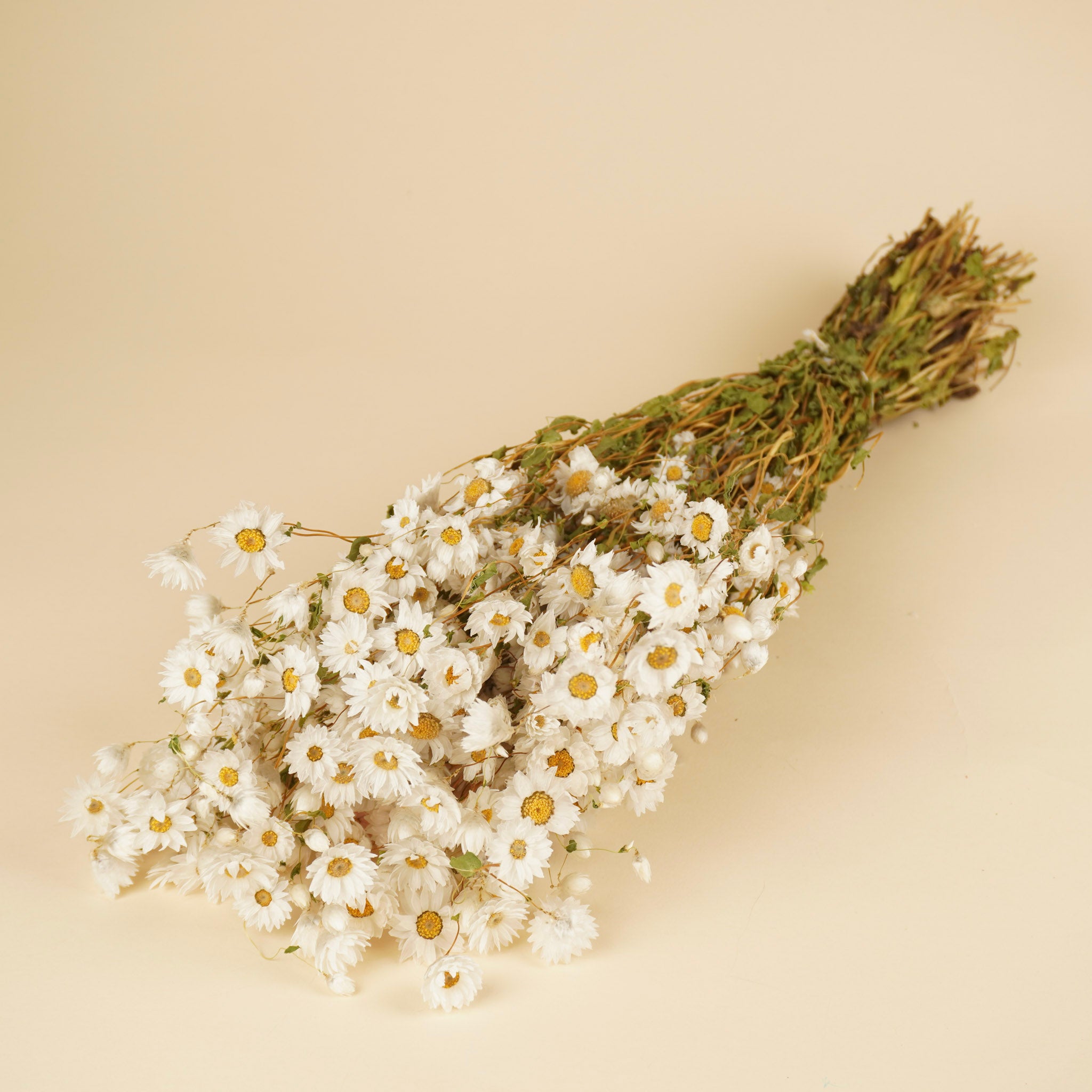 Getrocknetes Rhodanthe Weiß