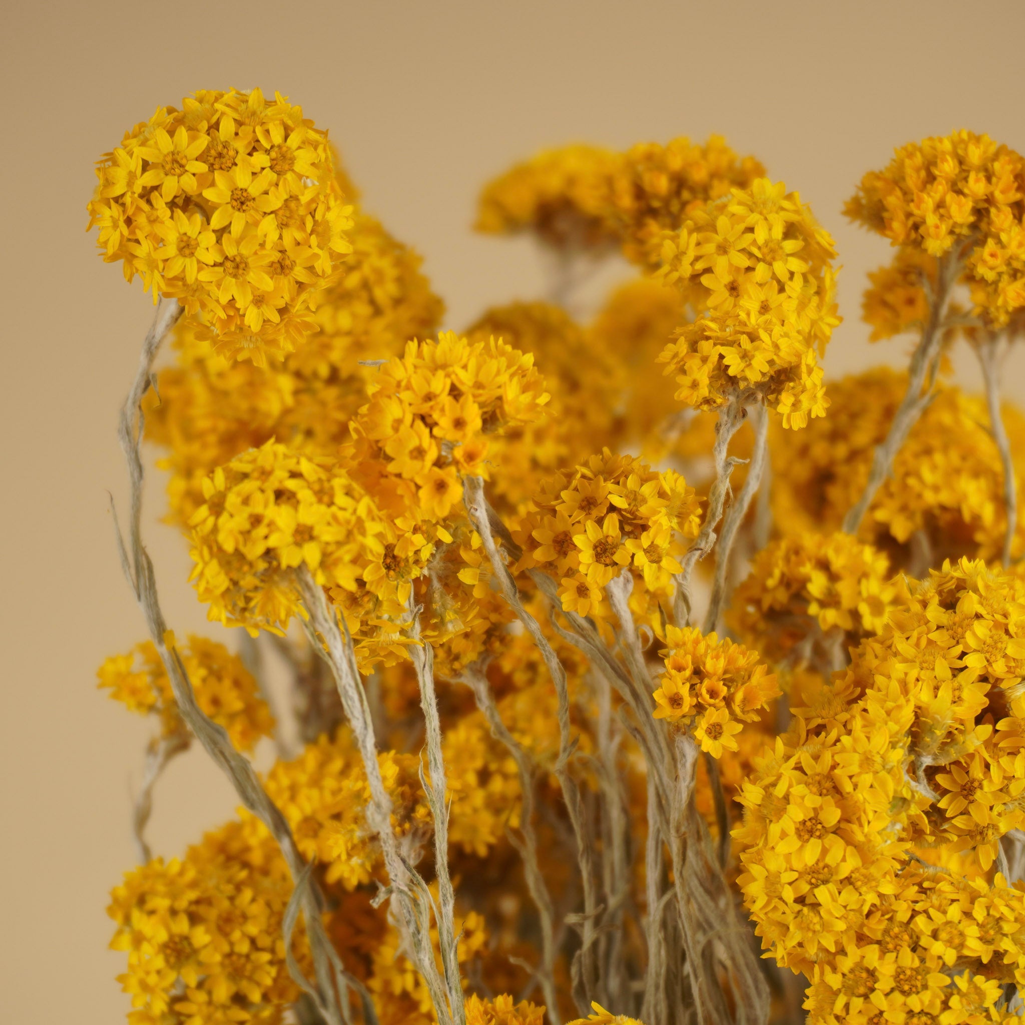 Getrocknete Sanfordii