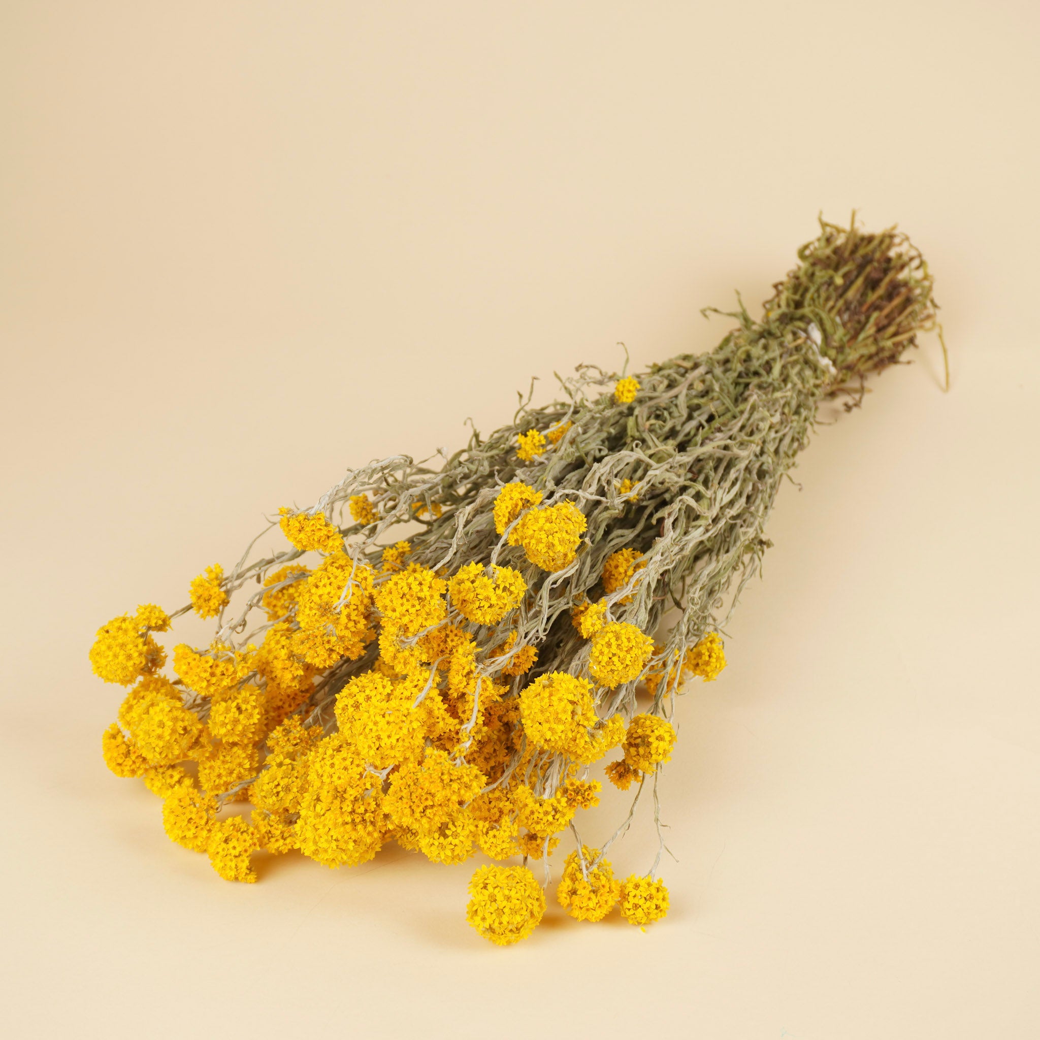 Getrocknete Sanfordii