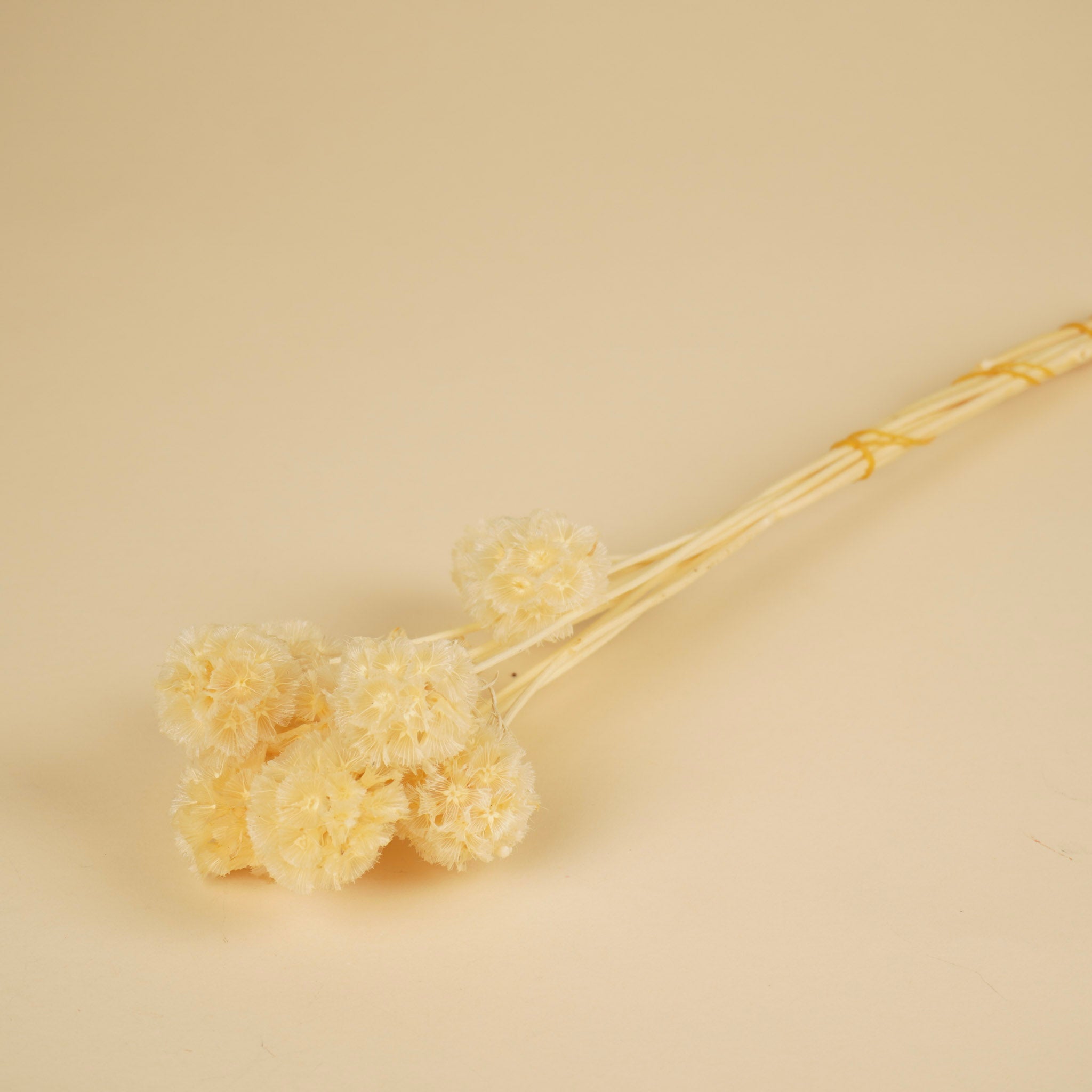 Getrocknete scabiosa stellata bleichte gebleicht