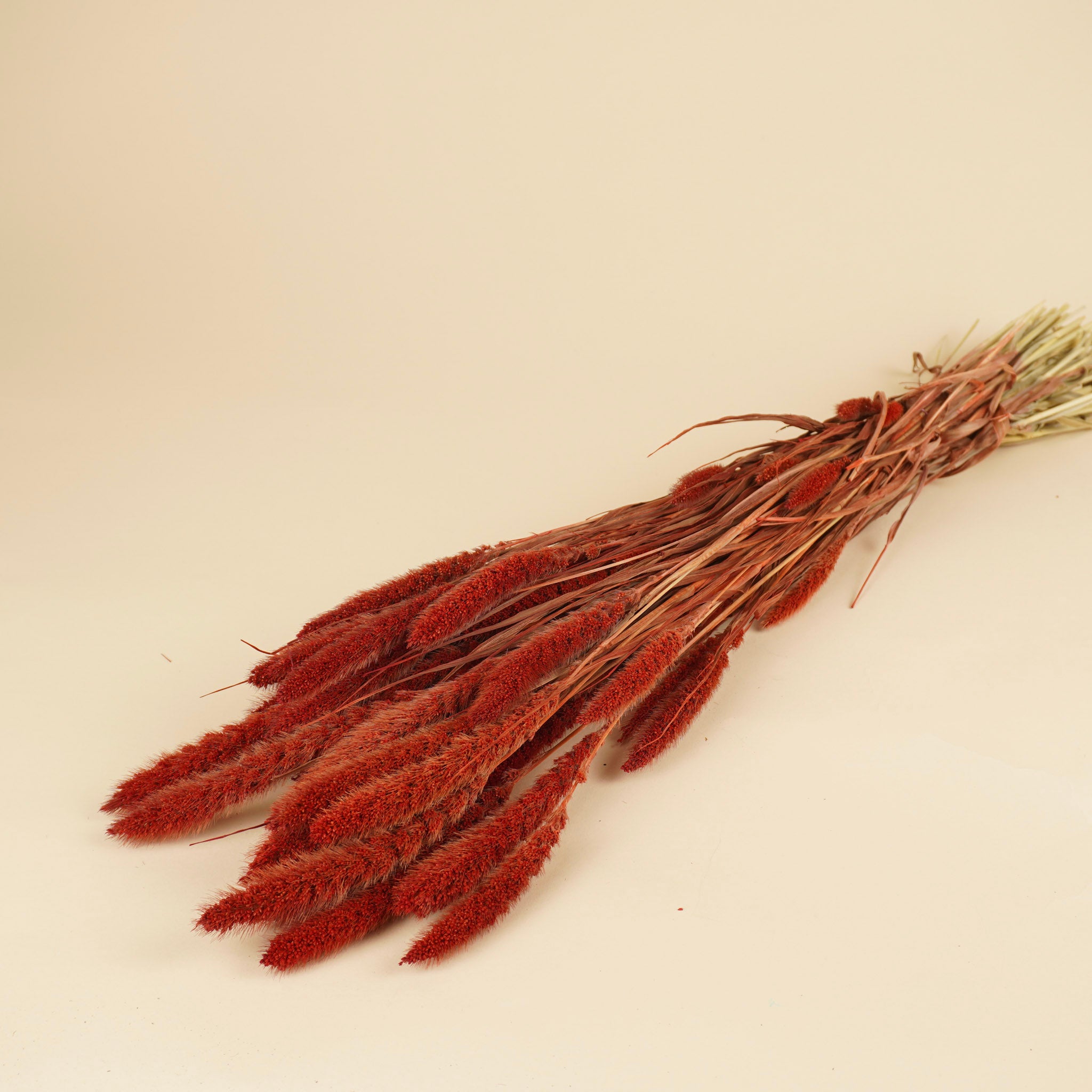 Getrocknete Setaria rot