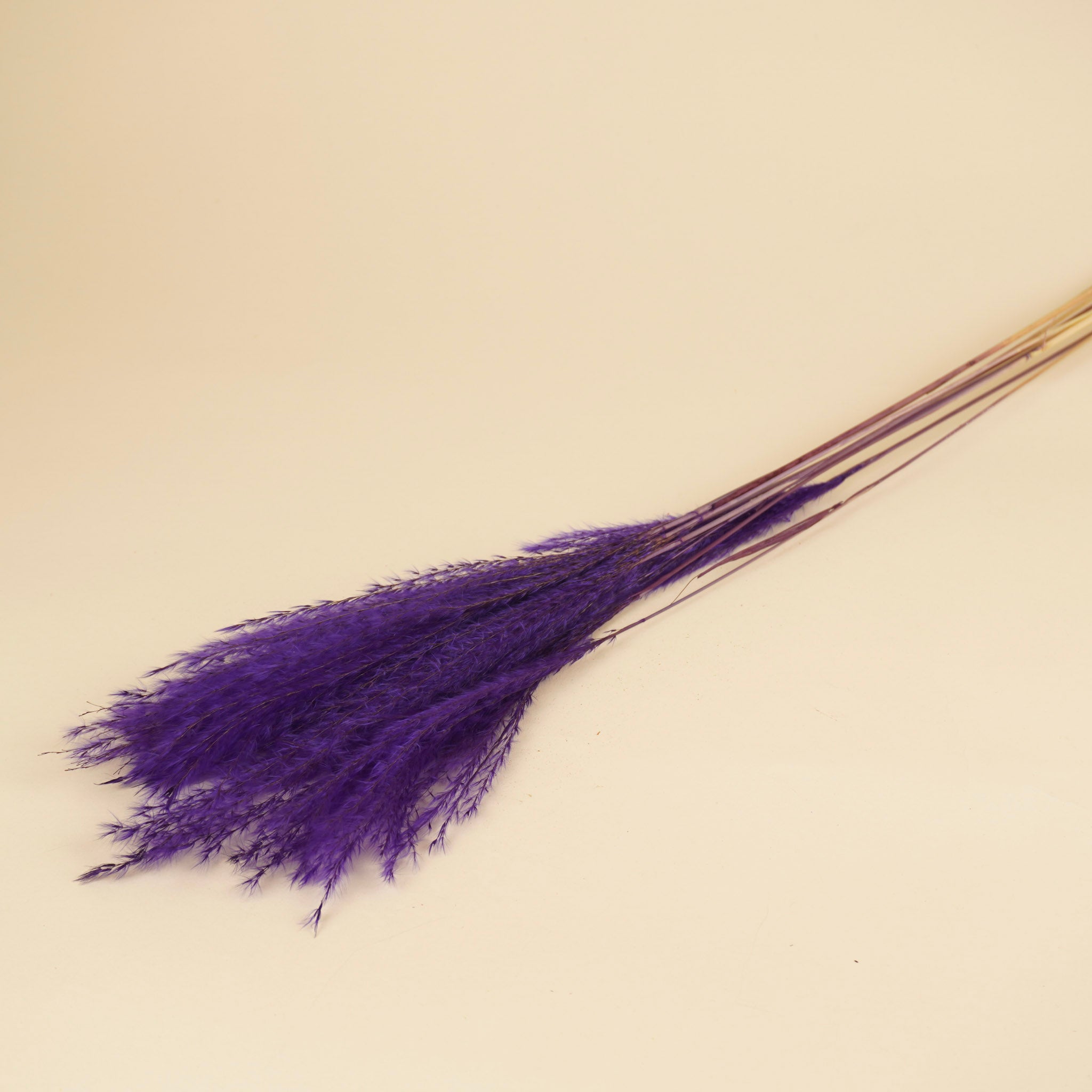 Getrocknete stipa federn lila (pro Stück)
