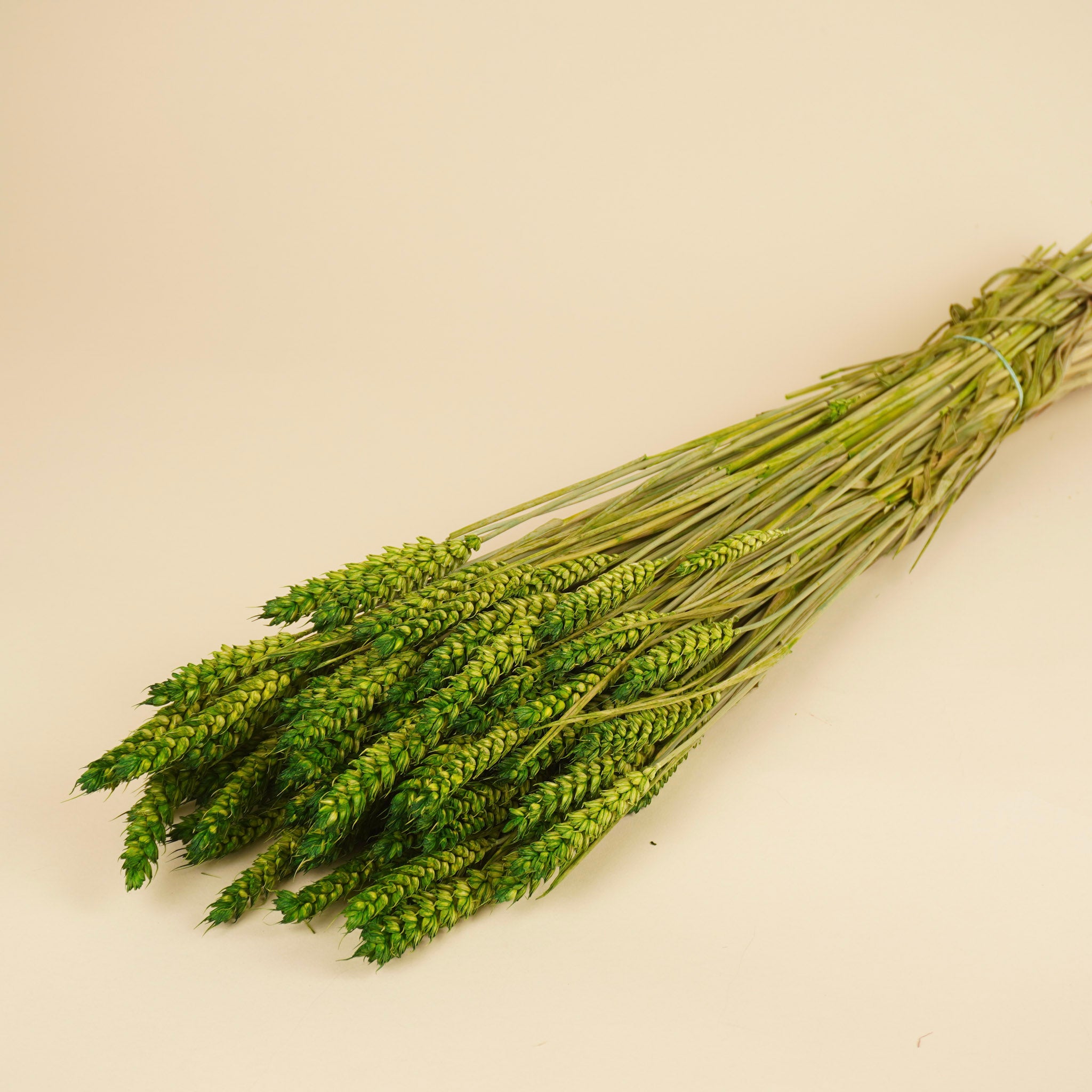 Getrockneter Weizengrün (Triticum)