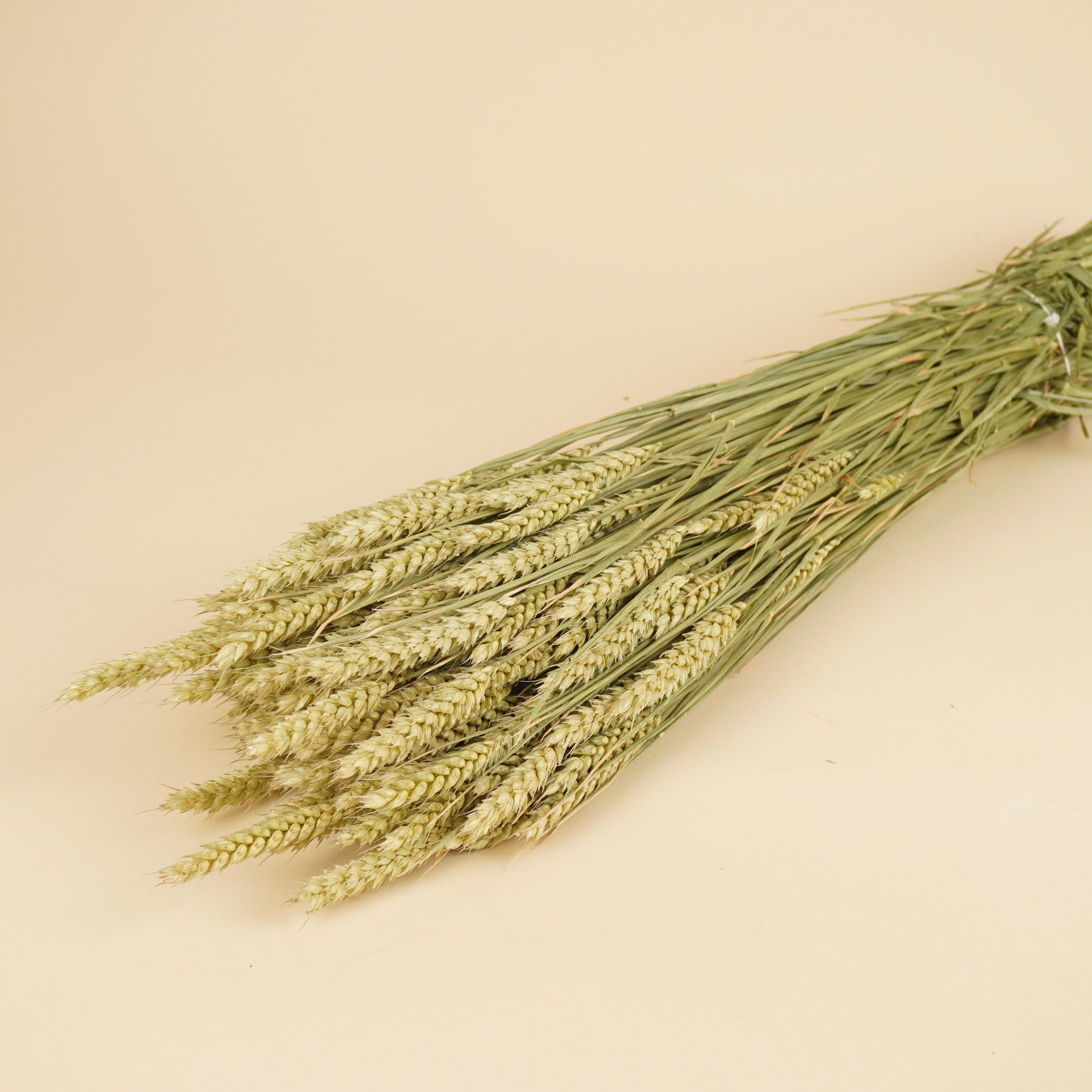 Getrockneter Weizen (Triticum) natürlich