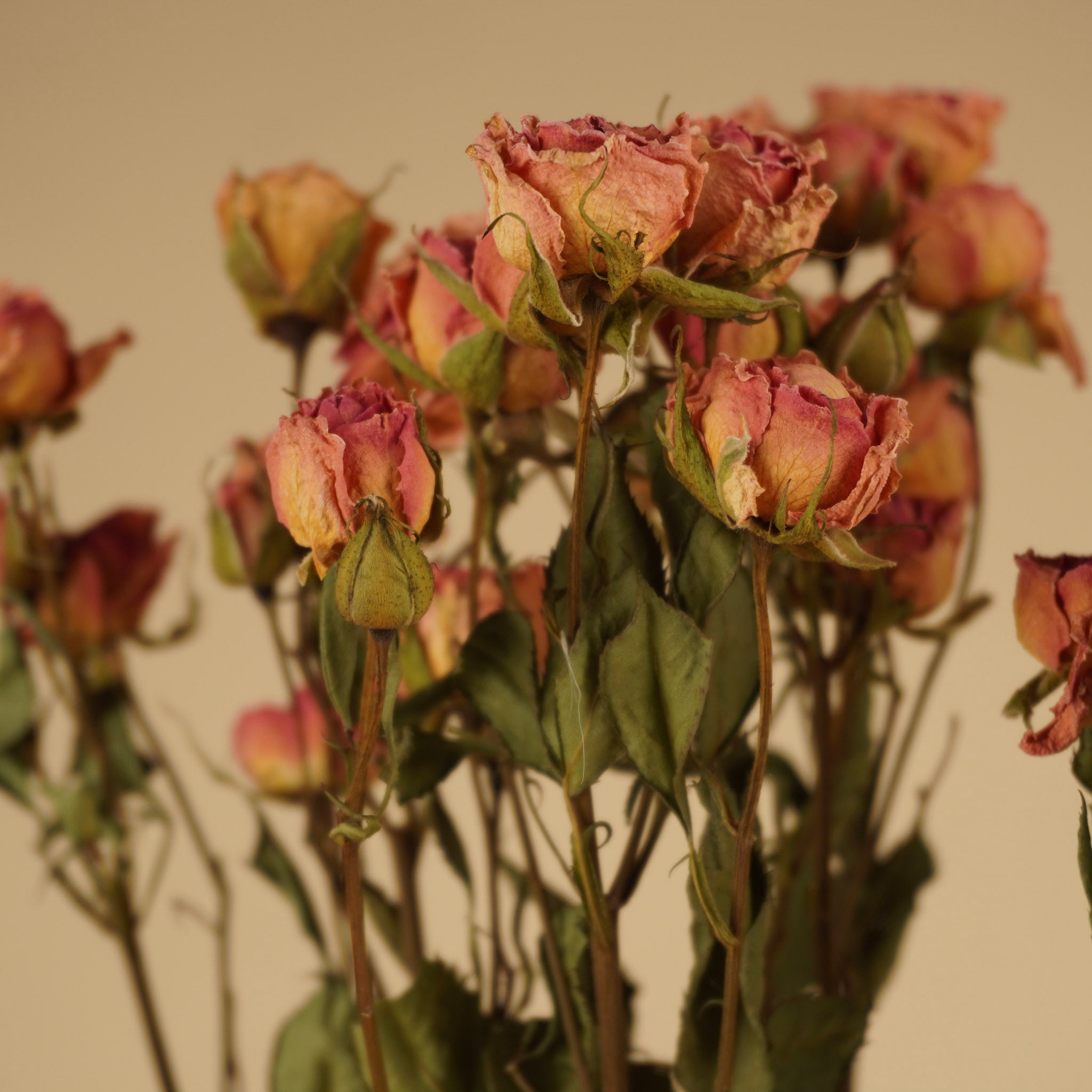 Getrockneter rosa Haufen