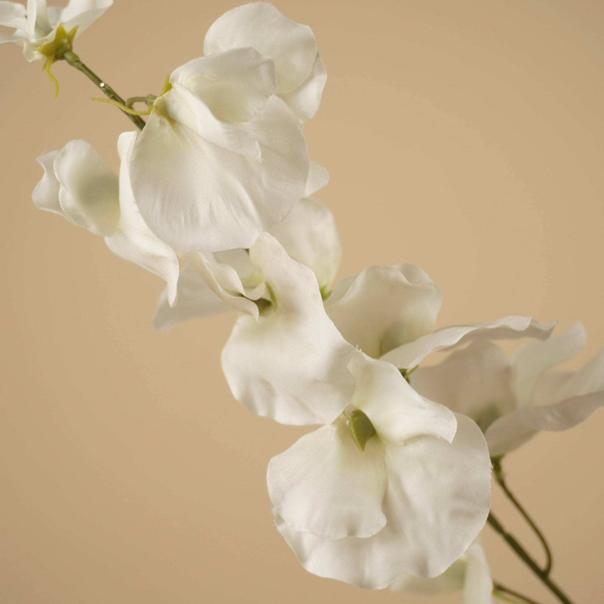 Zijde Lathyrus – Crème (75 cm)