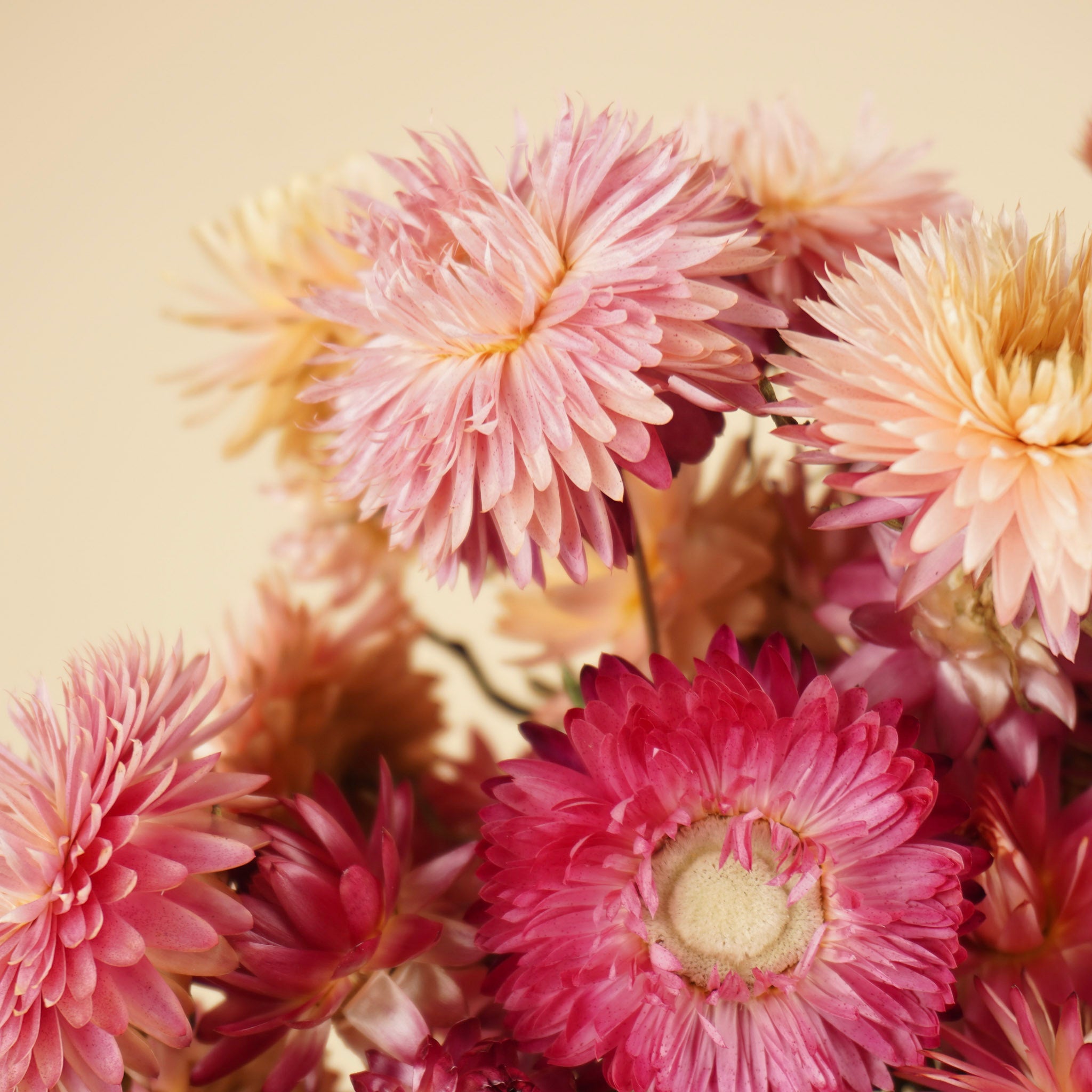 Getrockneter Helichrysum Lachs
