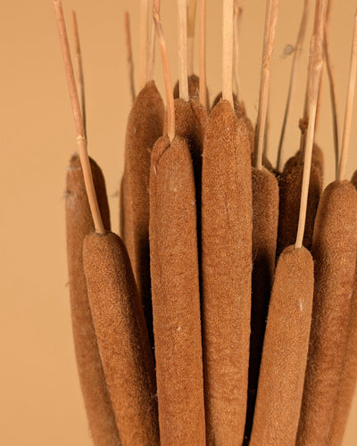 Typha Cane Cigar Natürliche (Lisdodde)
