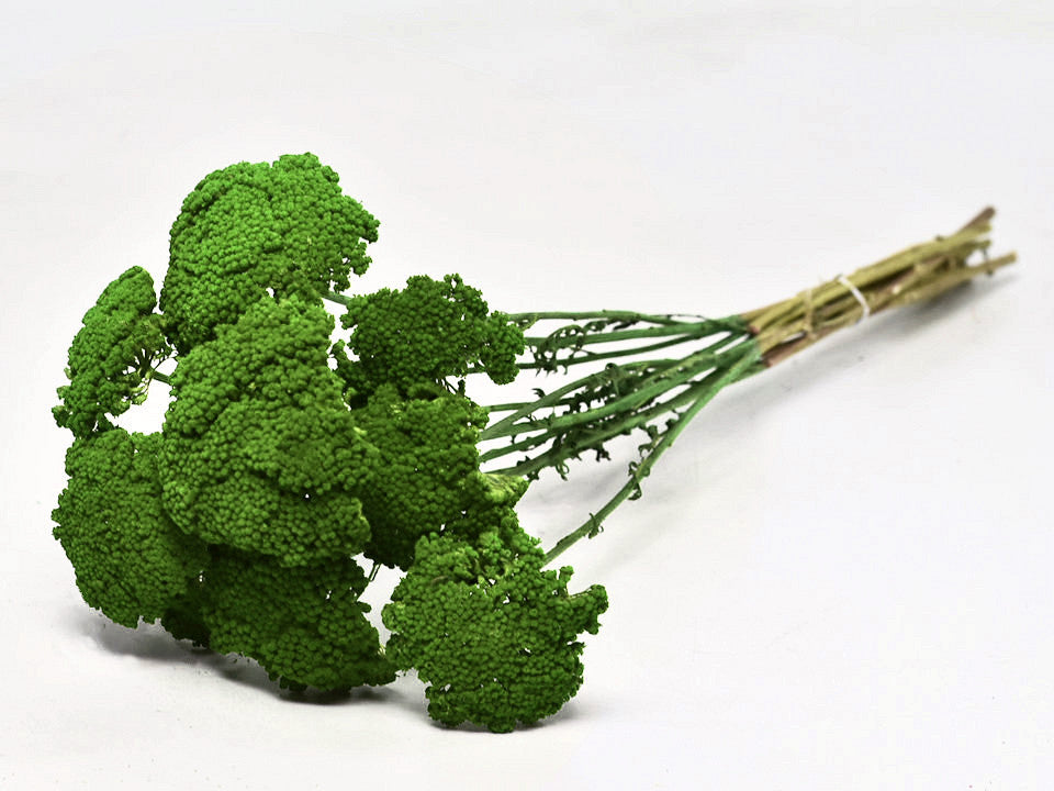 Achillea Parker Green 70 cm