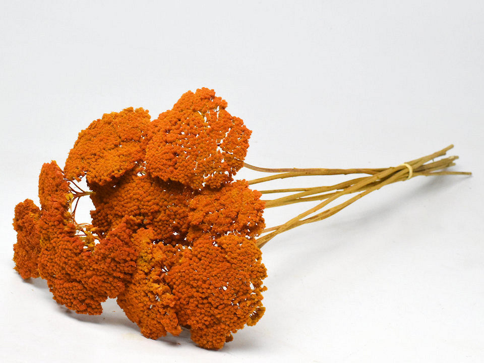 Achillea Parker Oranje 70 cm