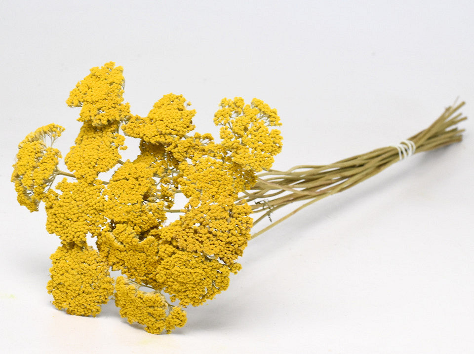 Achillea Parker Klein 70 cm