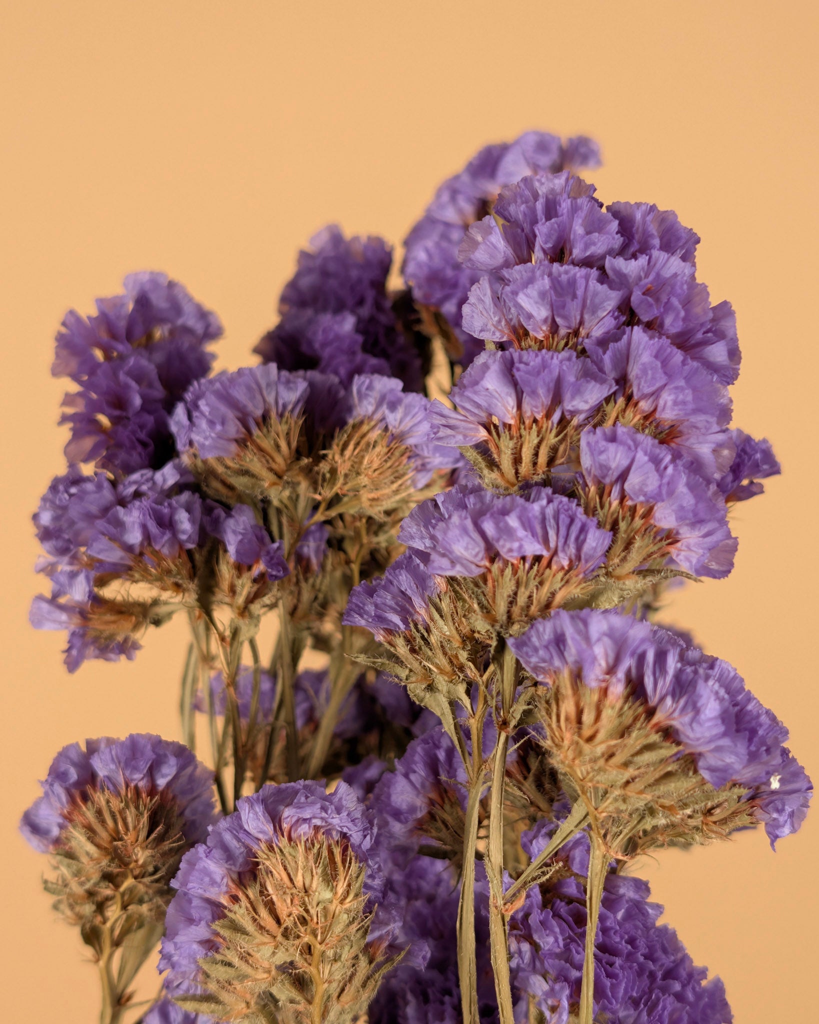 Getrocknete Statice Sinuata Donker Violet