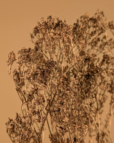 Gypsophila Gold (gemalt)