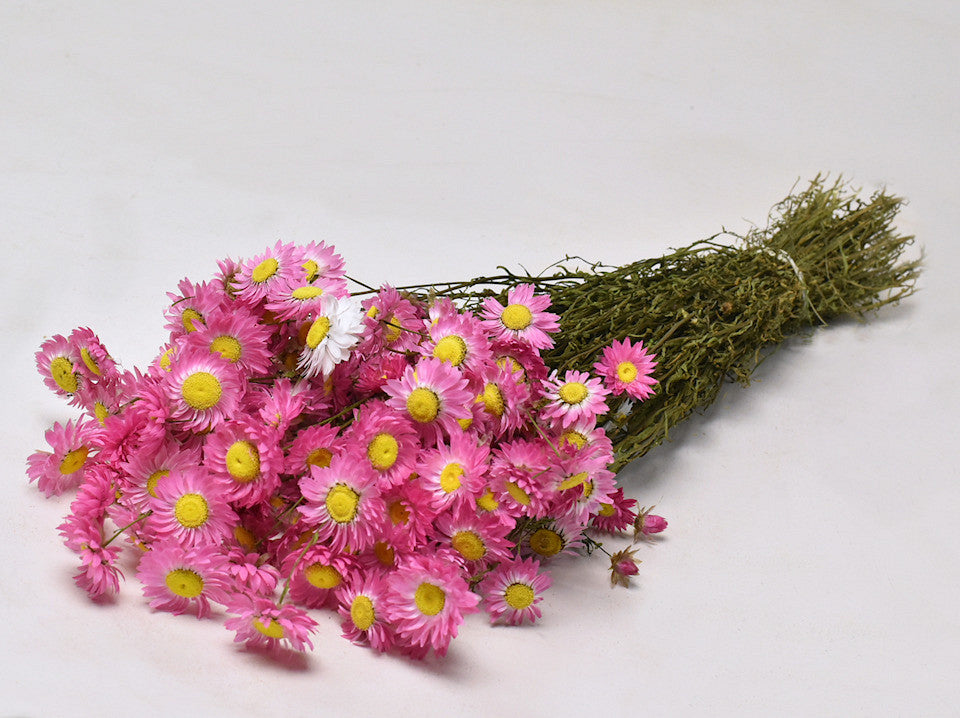 Acroclinium rosa 50 cm