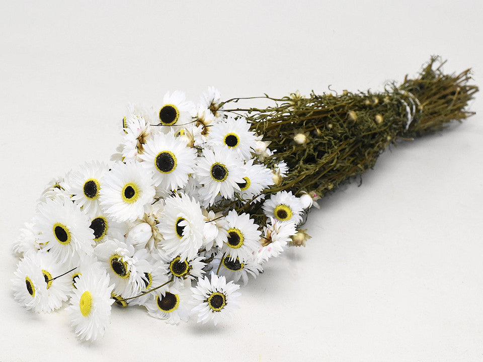 Acroclinium weiß 60 cm