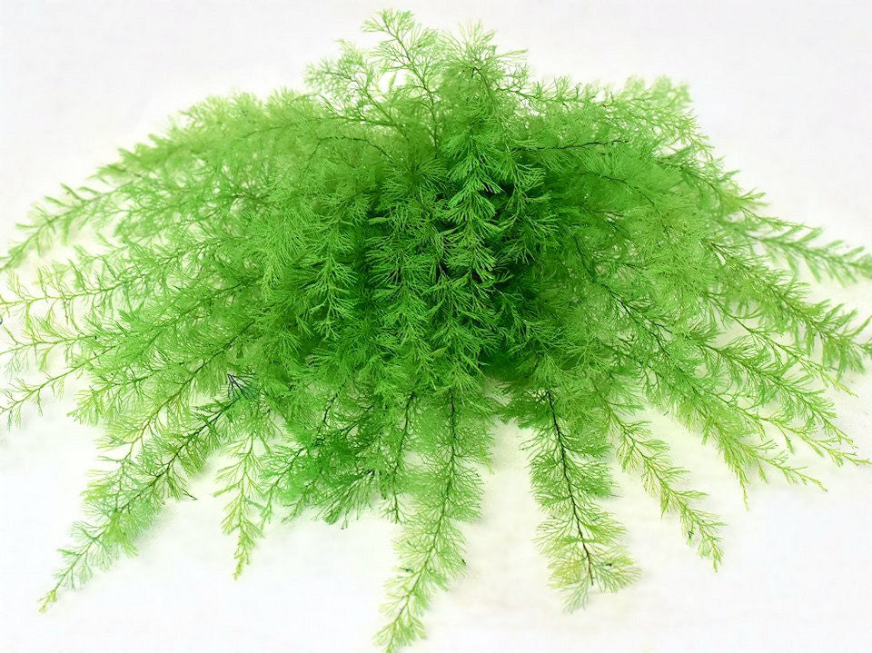 Luftfarn-Lentergroen 15 cm 5-Pack