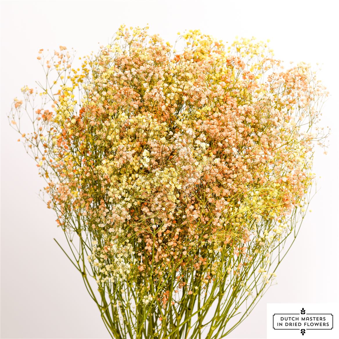 Gips Crain (Gypsophilie) Disco Mix Geel & Orange getrocknet
