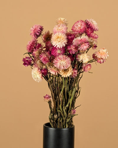 Getrocknetes Helichrysum Pink