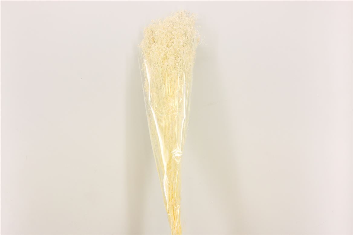 Gypsophila -gebleicht getrocknet (Gips)