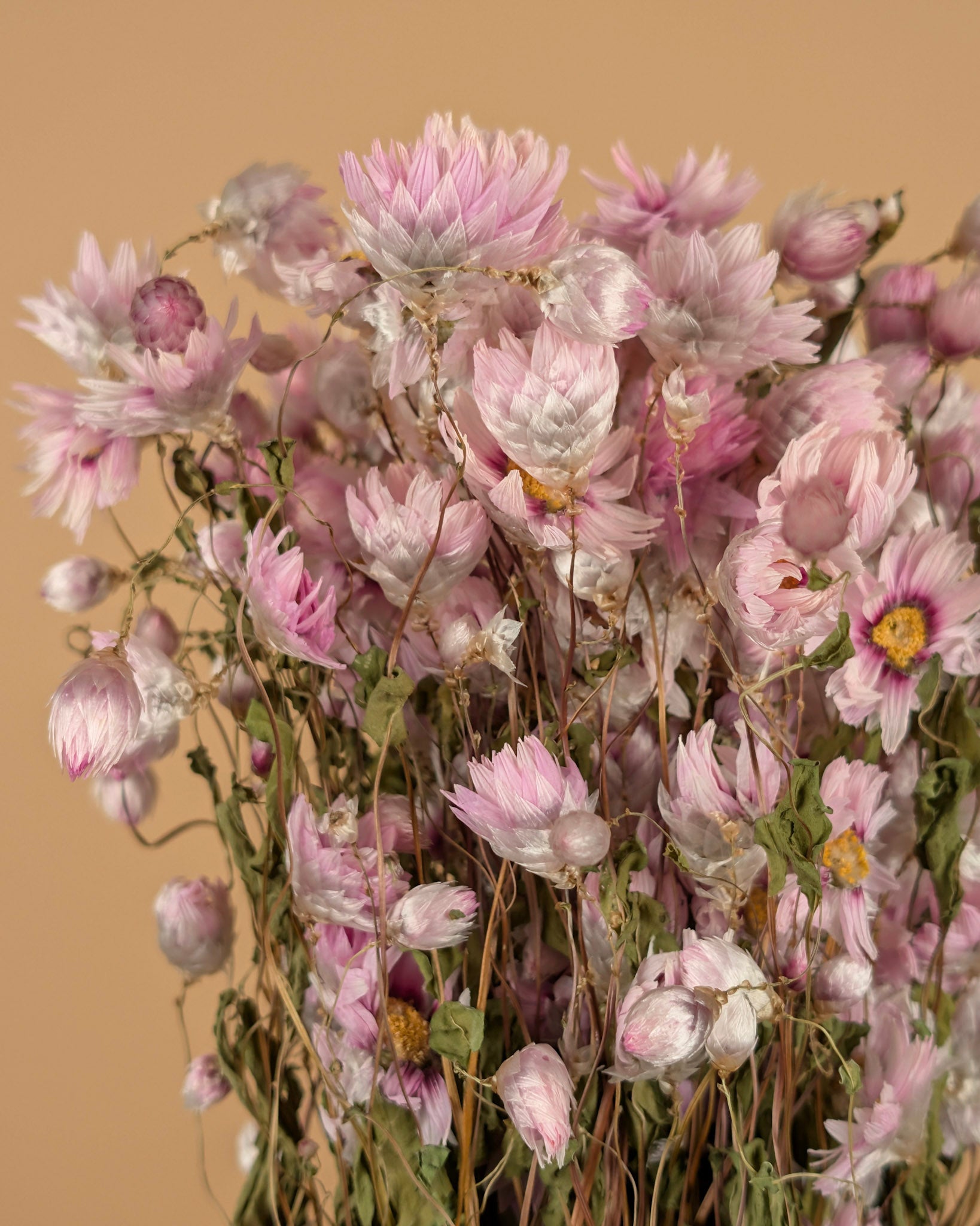 Getrocknetes Rhodanthe Pink
