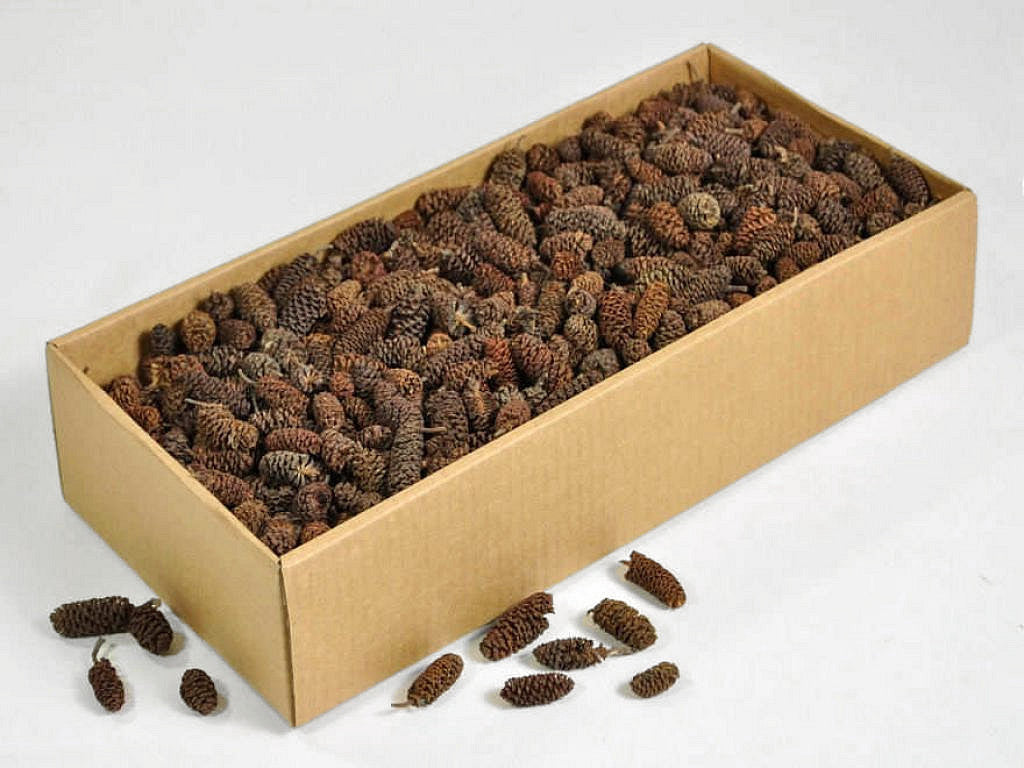 Erlenkegel 700gr.