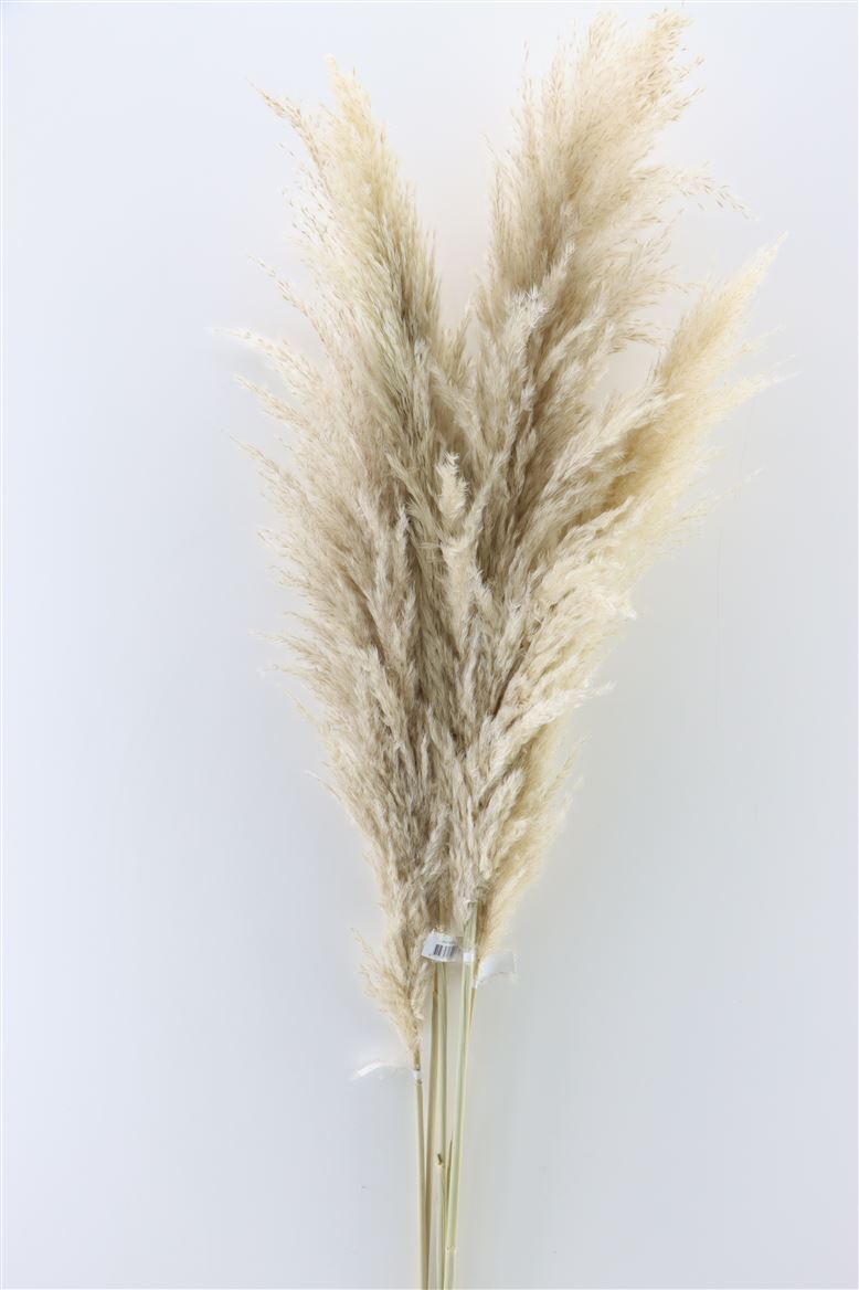 Pampasgras pluimen blonde getrocknete xl