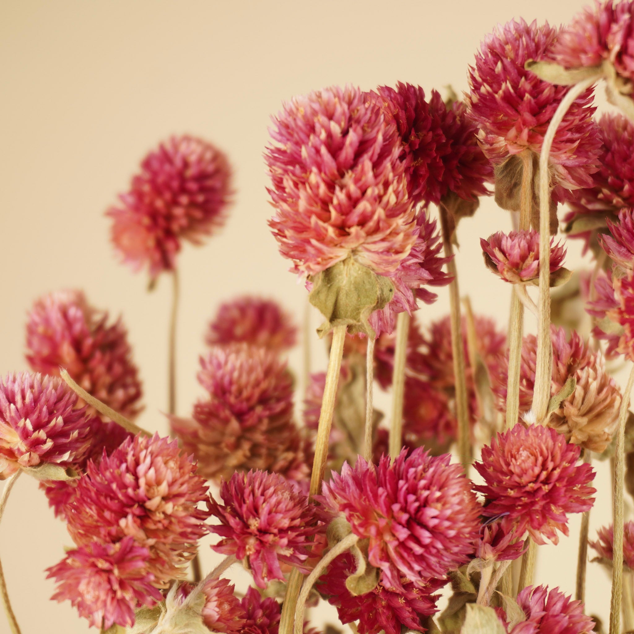 Getrocknete Gomphrena lila