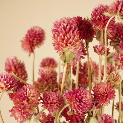 Getrocknete Gomphrena lila