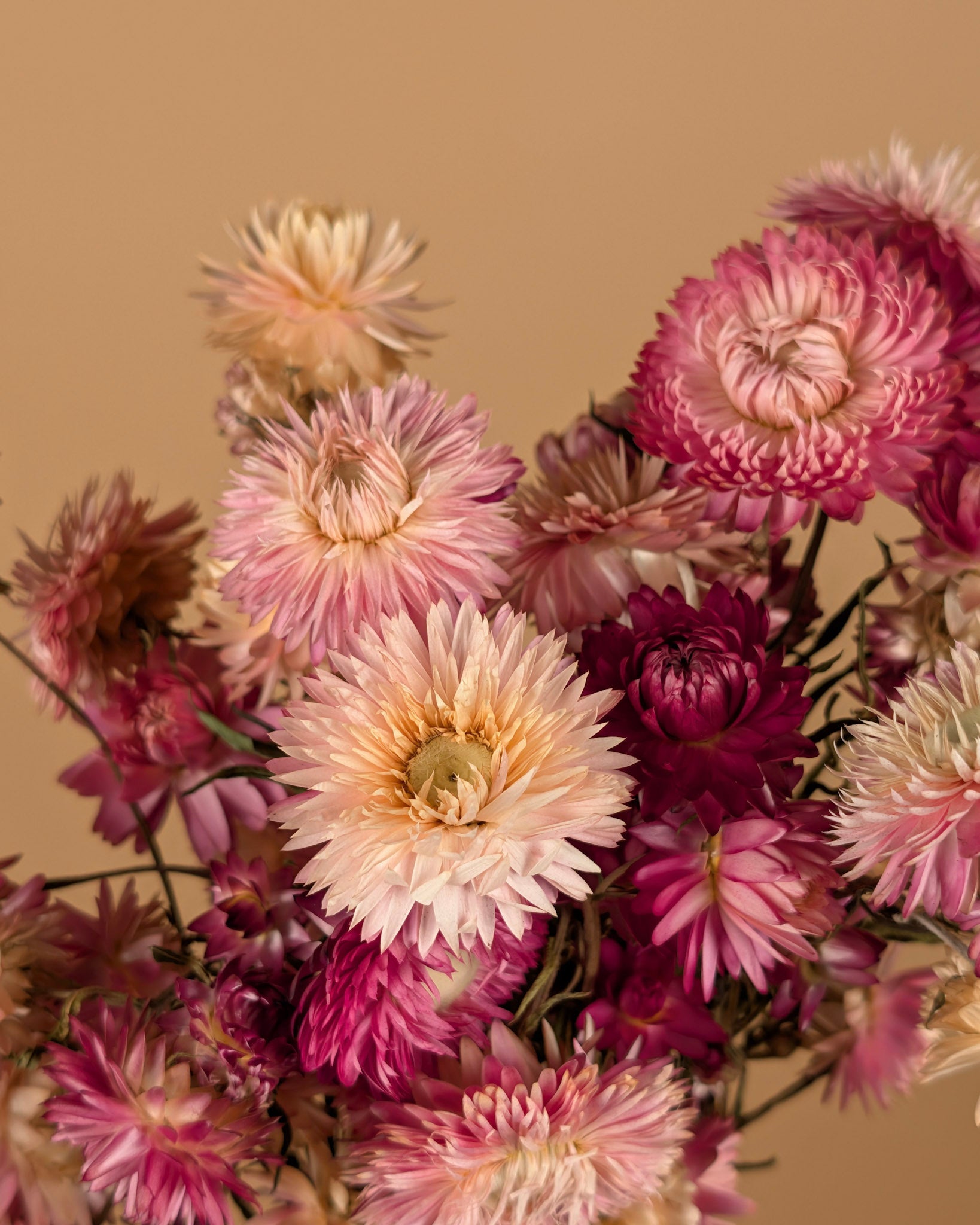Getrocknetes Helichrysum Pink