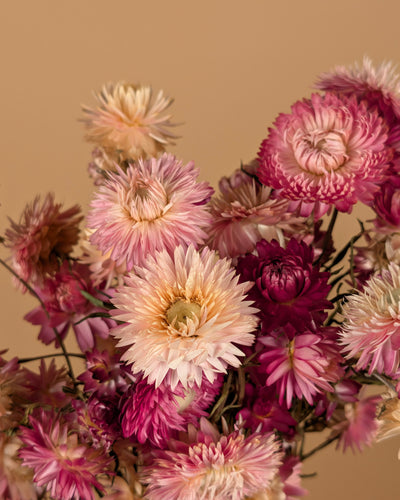 Getrocknetes Helichrysum Pink