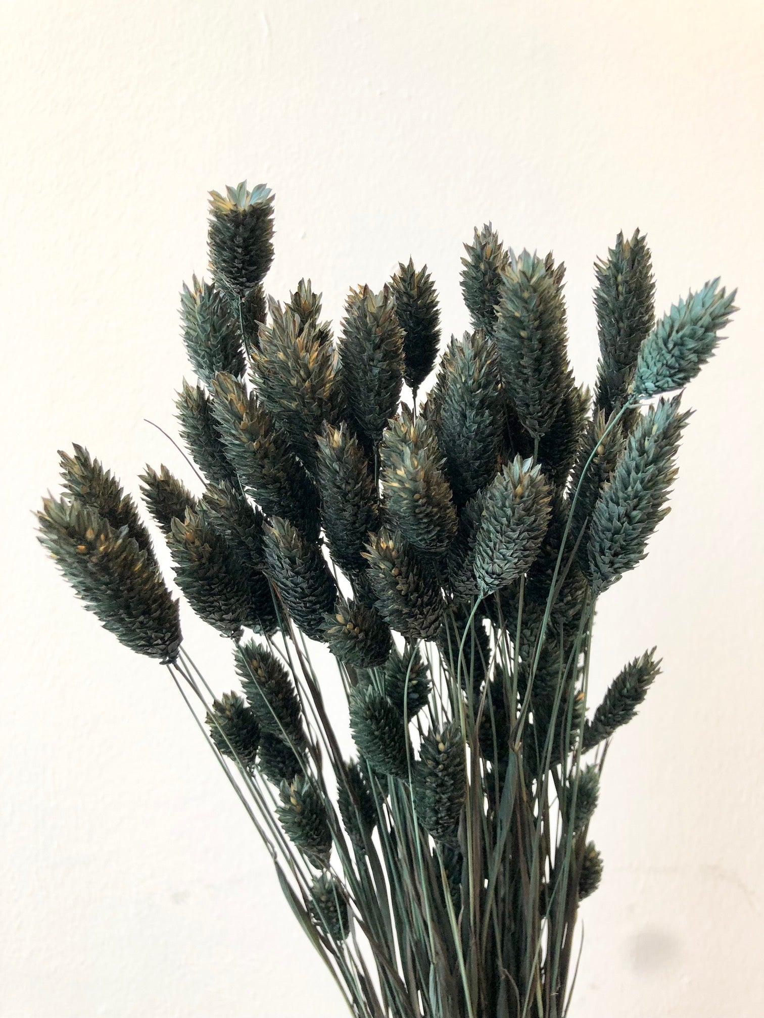 Getrocknete Phalaris Donker Green (Canarialgras)