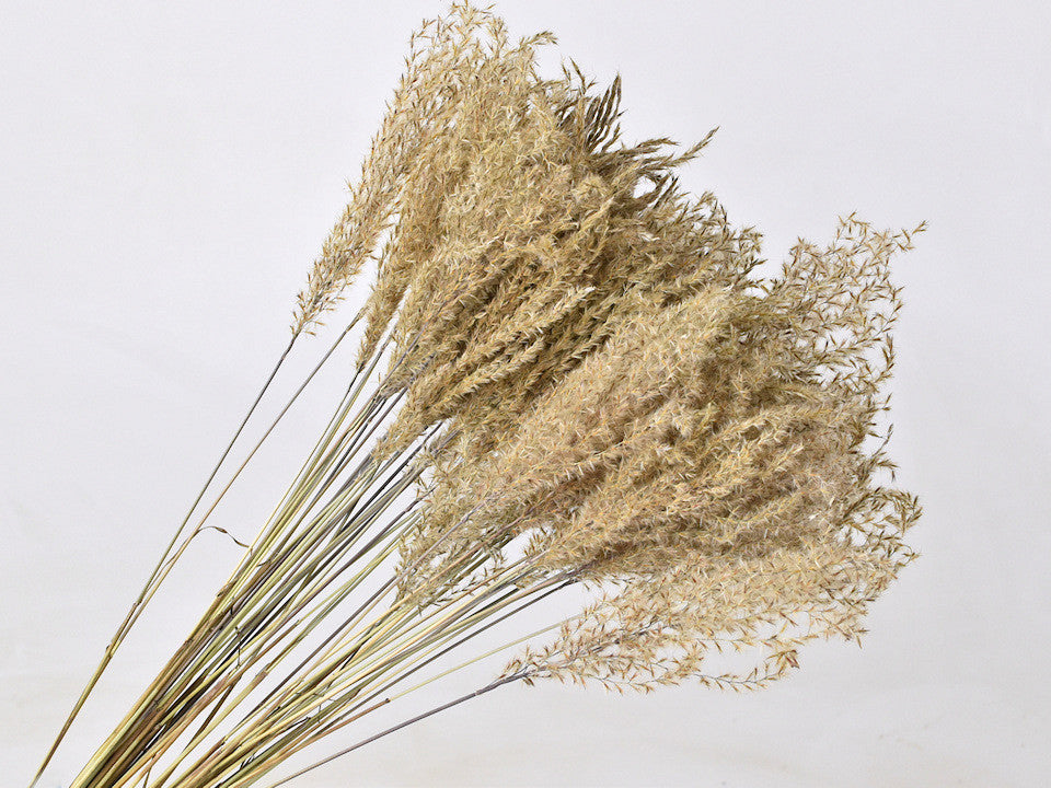 Getrocknete Miscanthus pampas Naturel