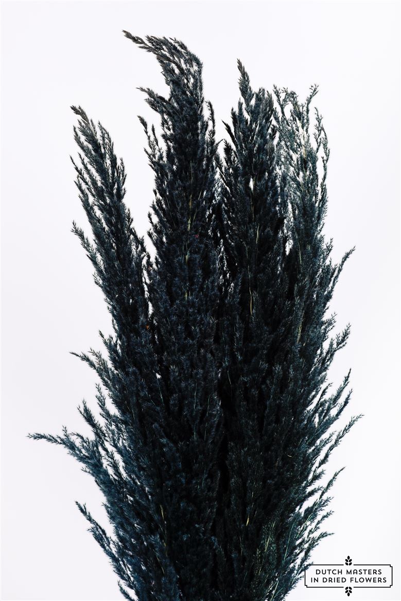 Pampas Gras getrocknet schwarz