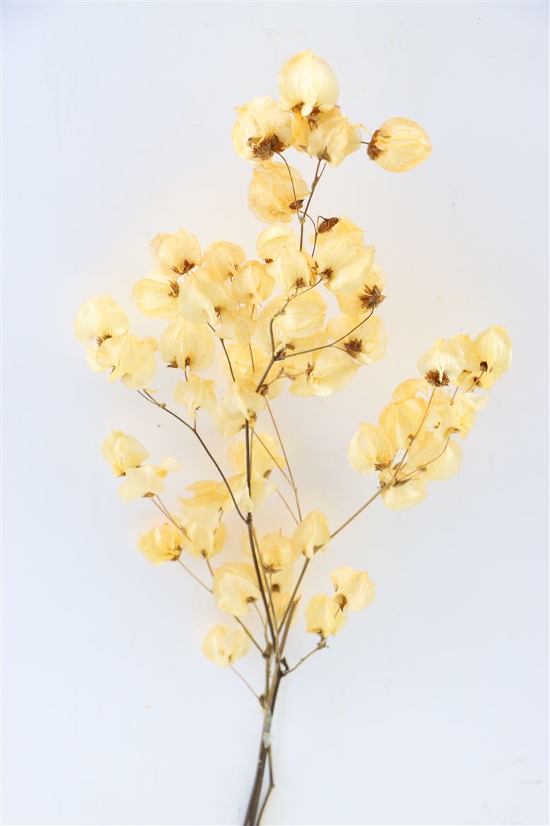 Bougainvillea bleichte Lachs bunt