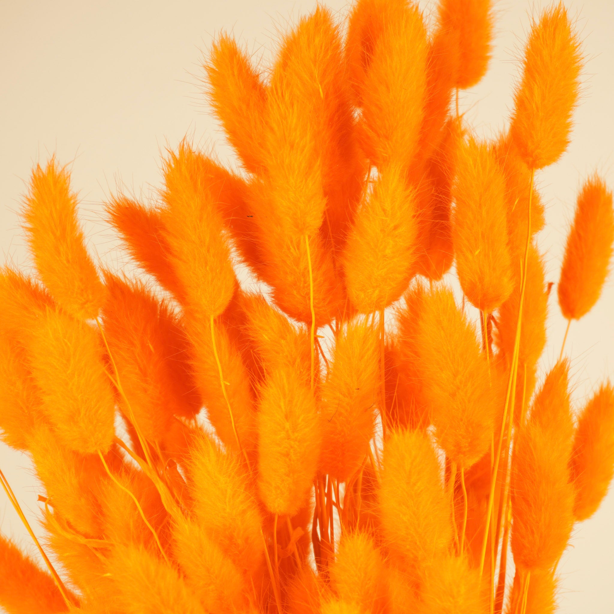 Getrocknete Lagurus ovatus oranje