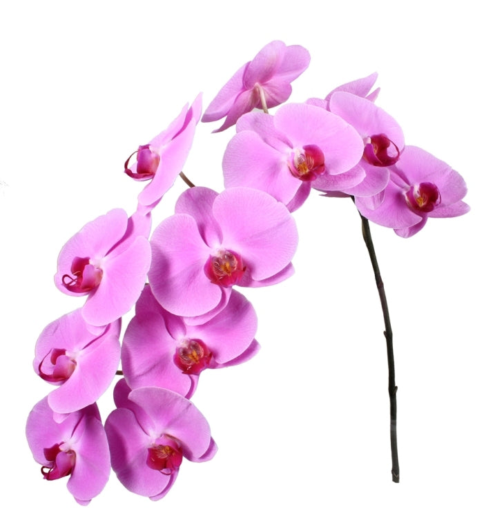 2 Phalaenopsis stehlen mit 12 Blüten pro Griff