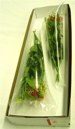 5 Gloriosa rot