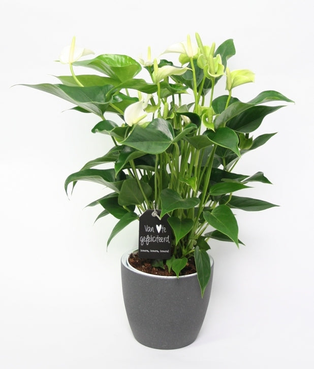 Anthurium weiß in Keramik Soda Graphit
